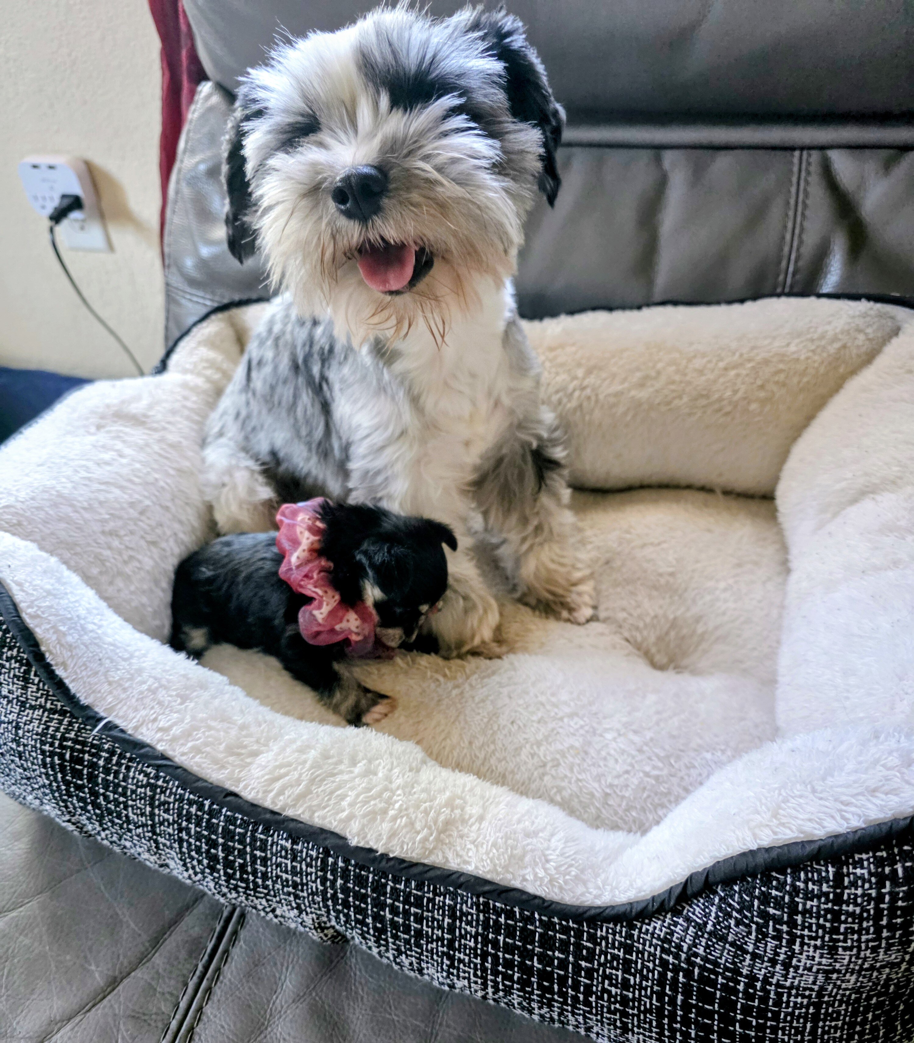 Puppi image 3