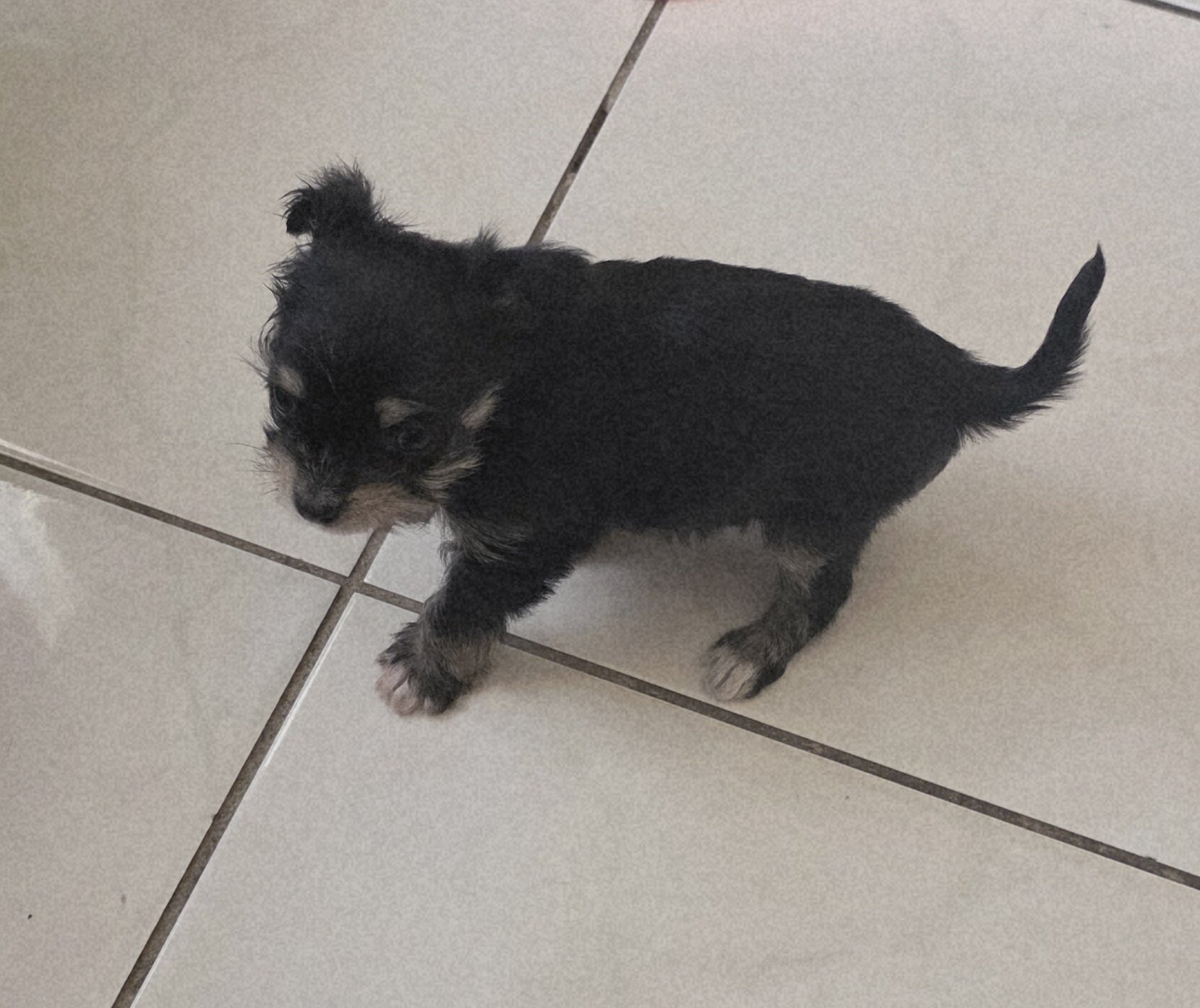 Puppi image 5