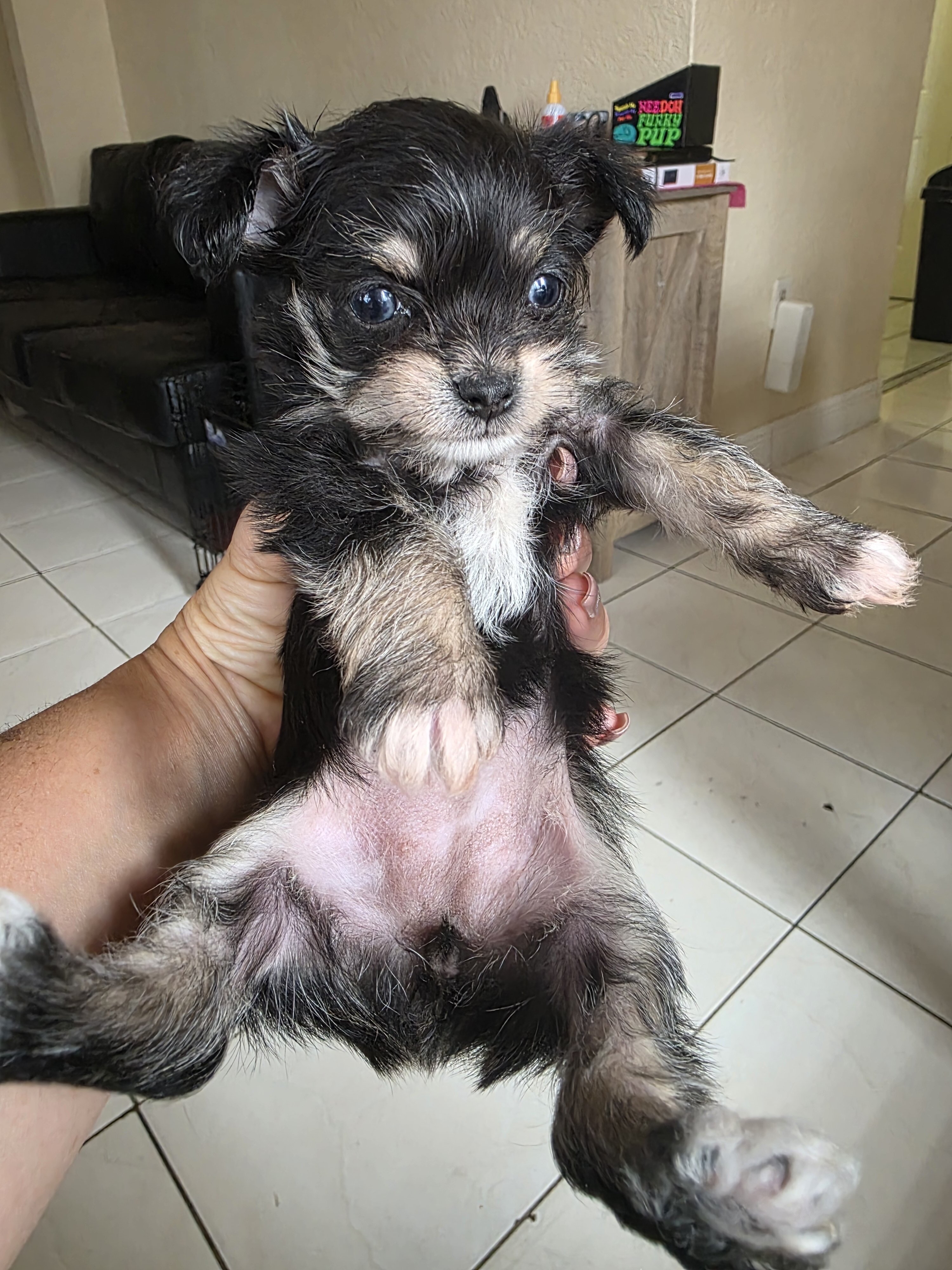 Puppi image 2