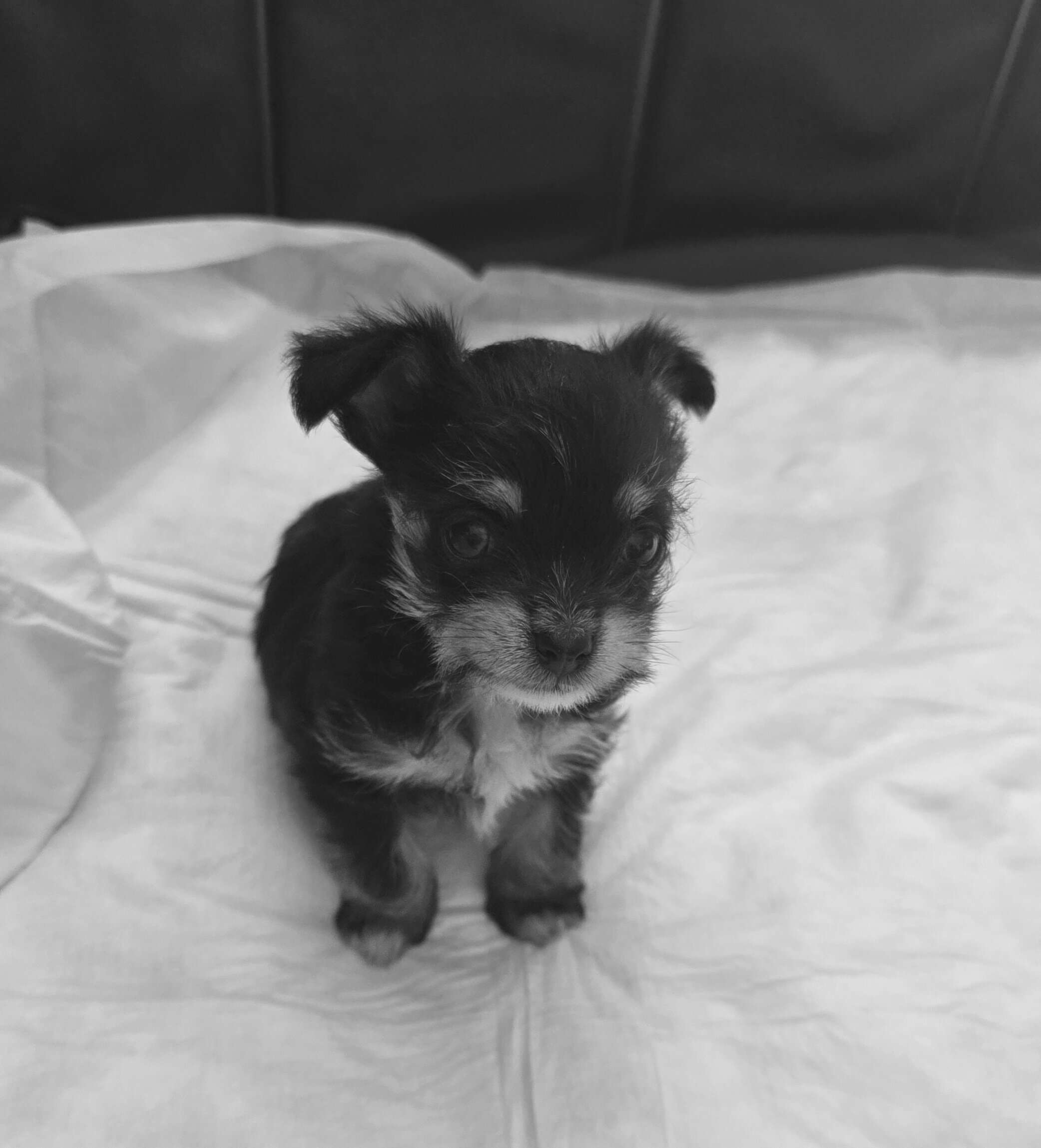 Puppi image 1