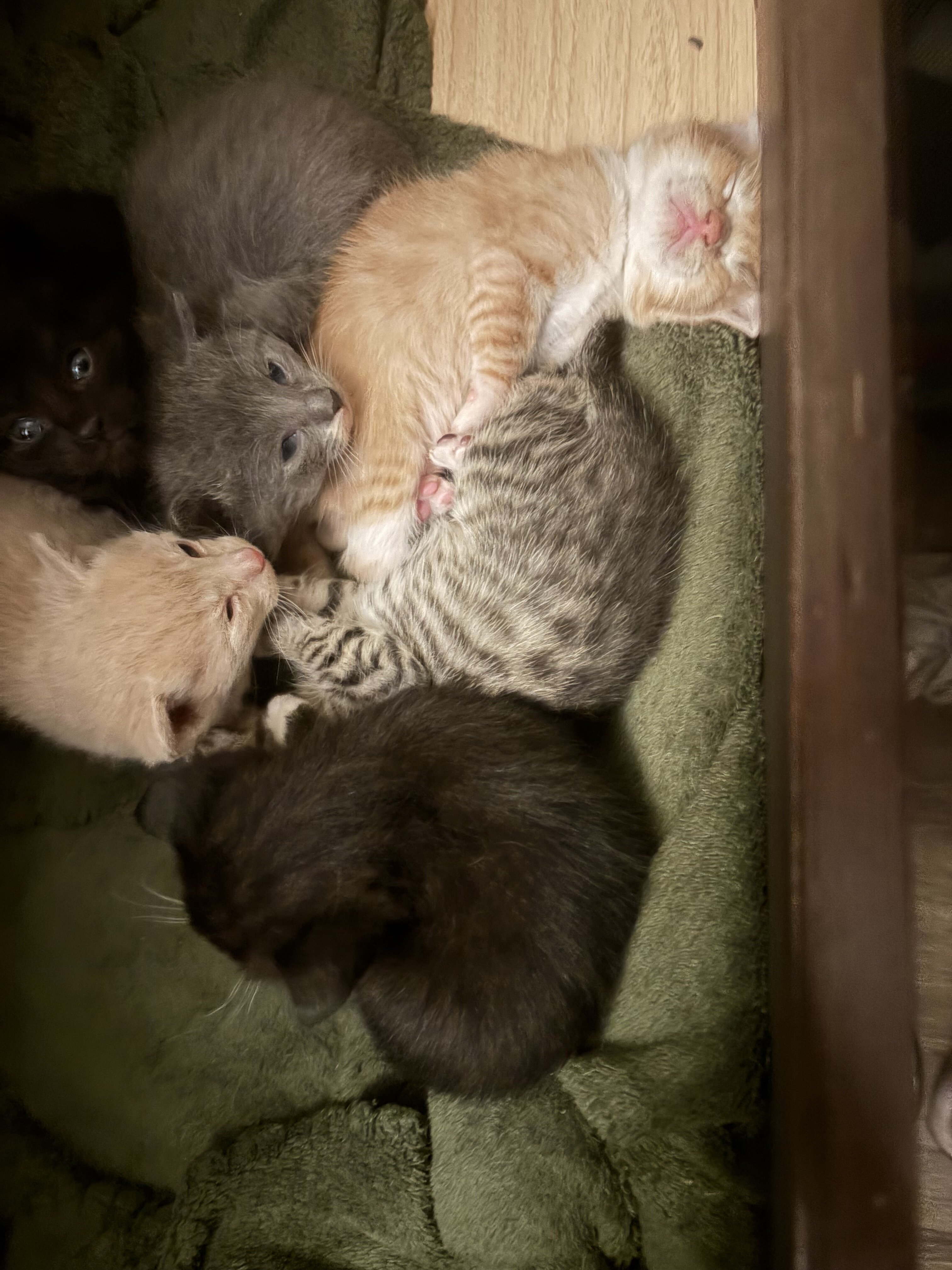 Free kittens! image 5