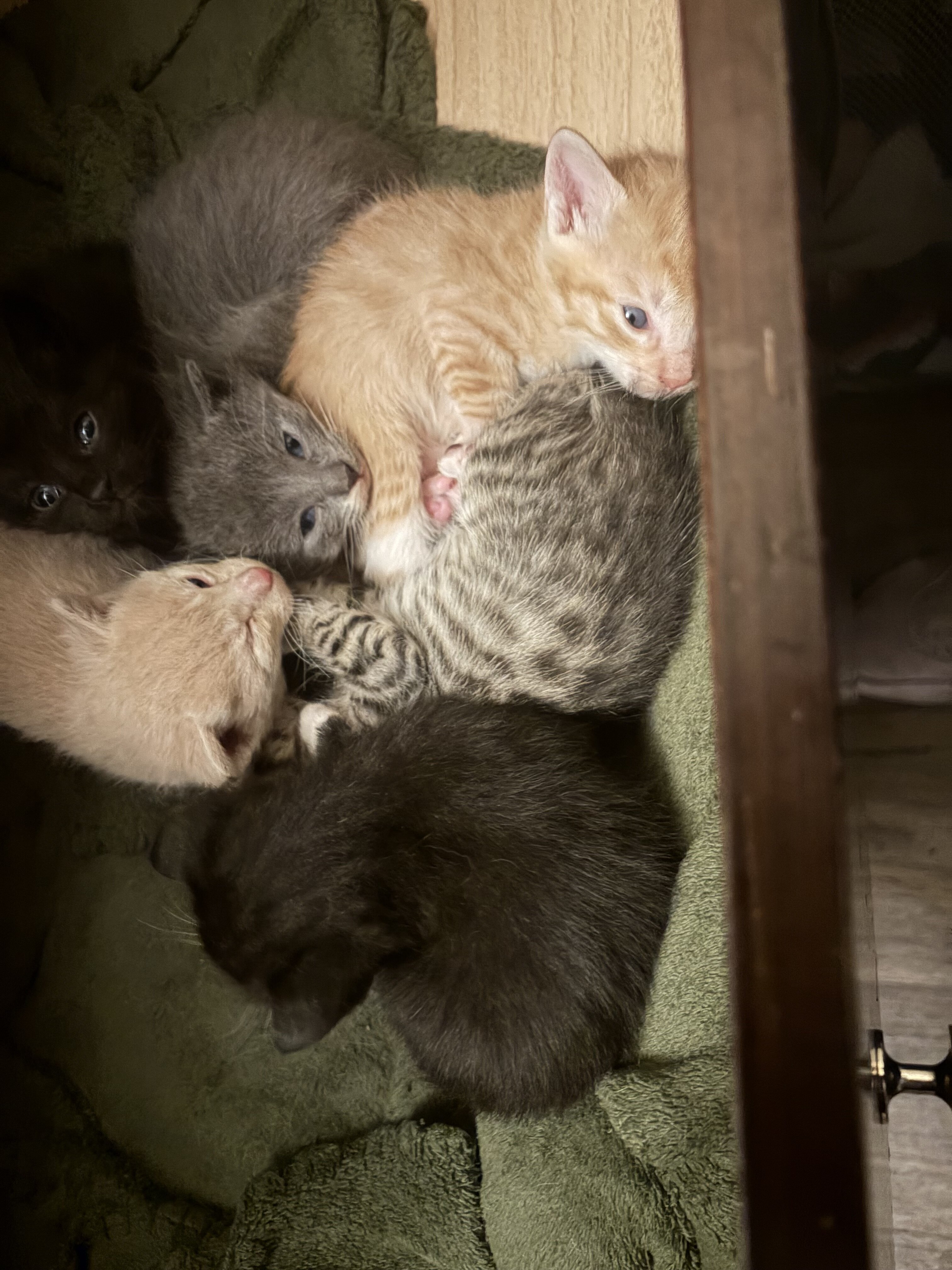 Free kittens! image 4
