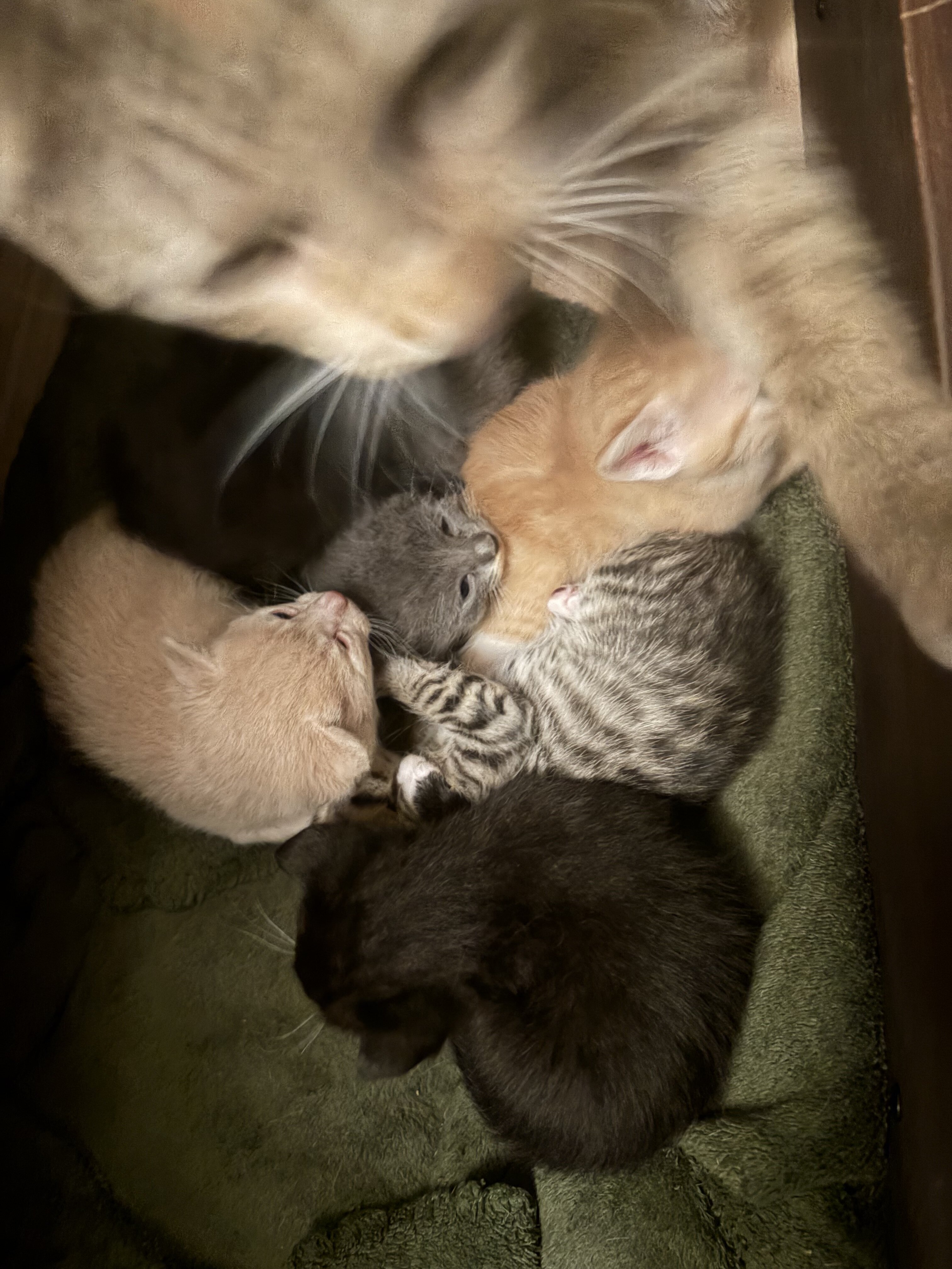 Free kittens! image 1