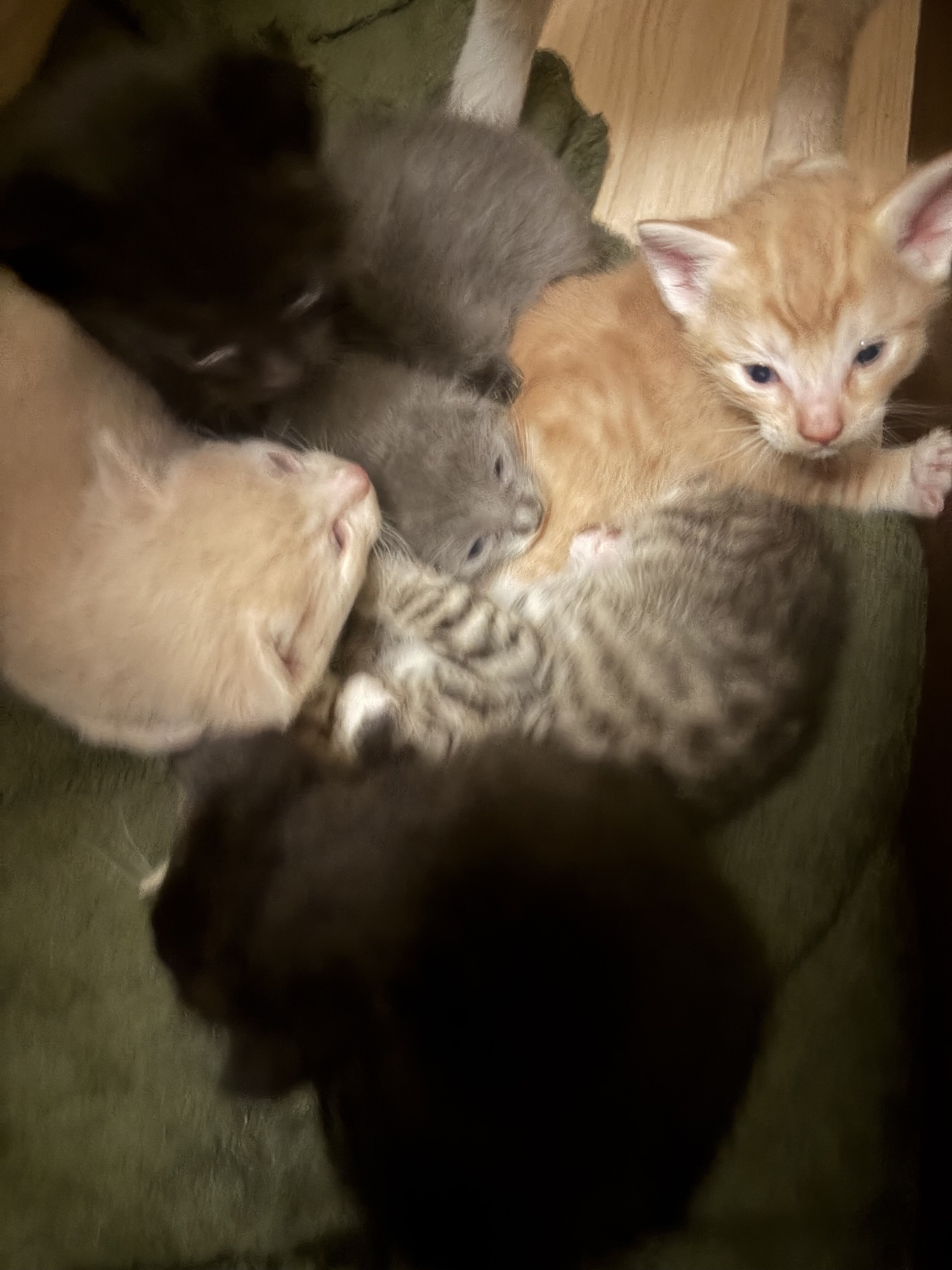 Free kittens! image 3