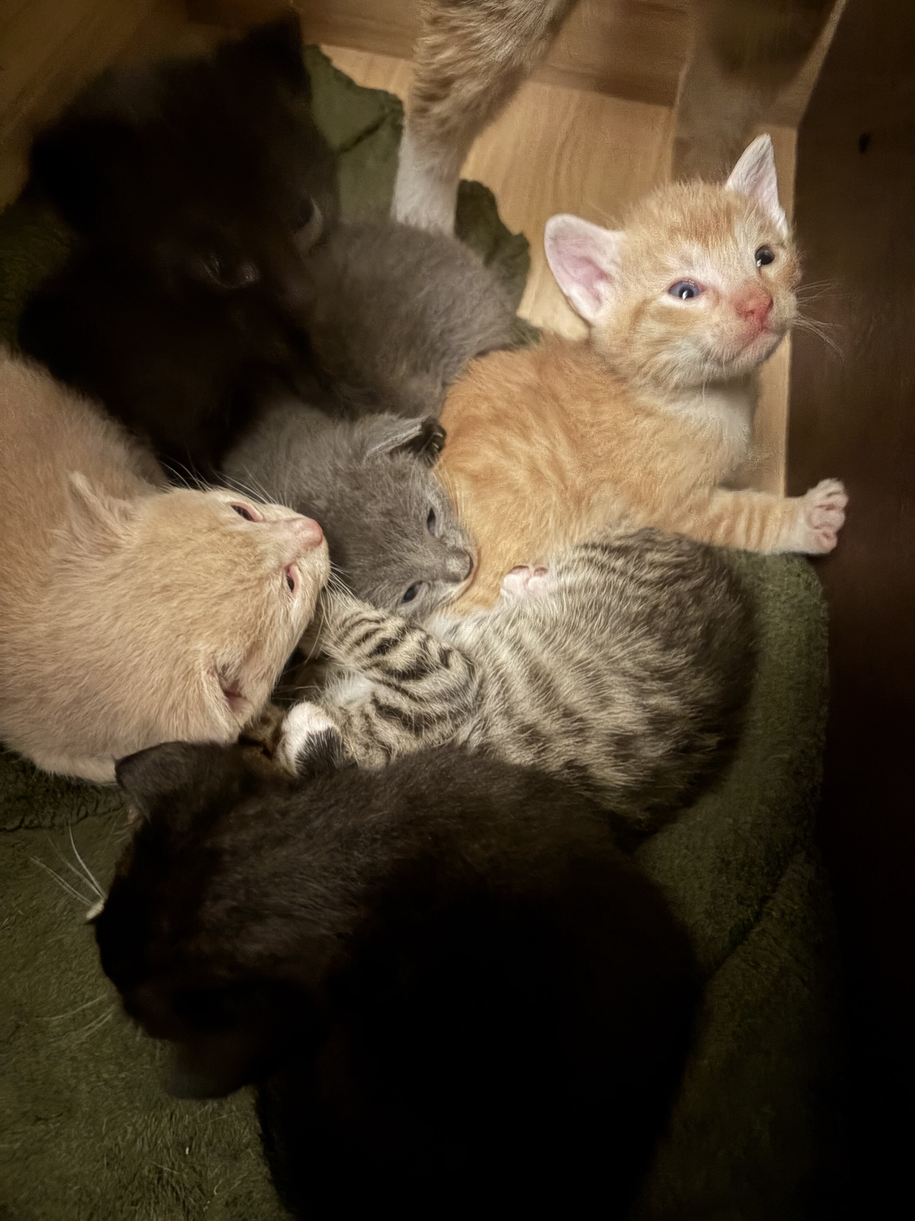 Free kittens! image 2