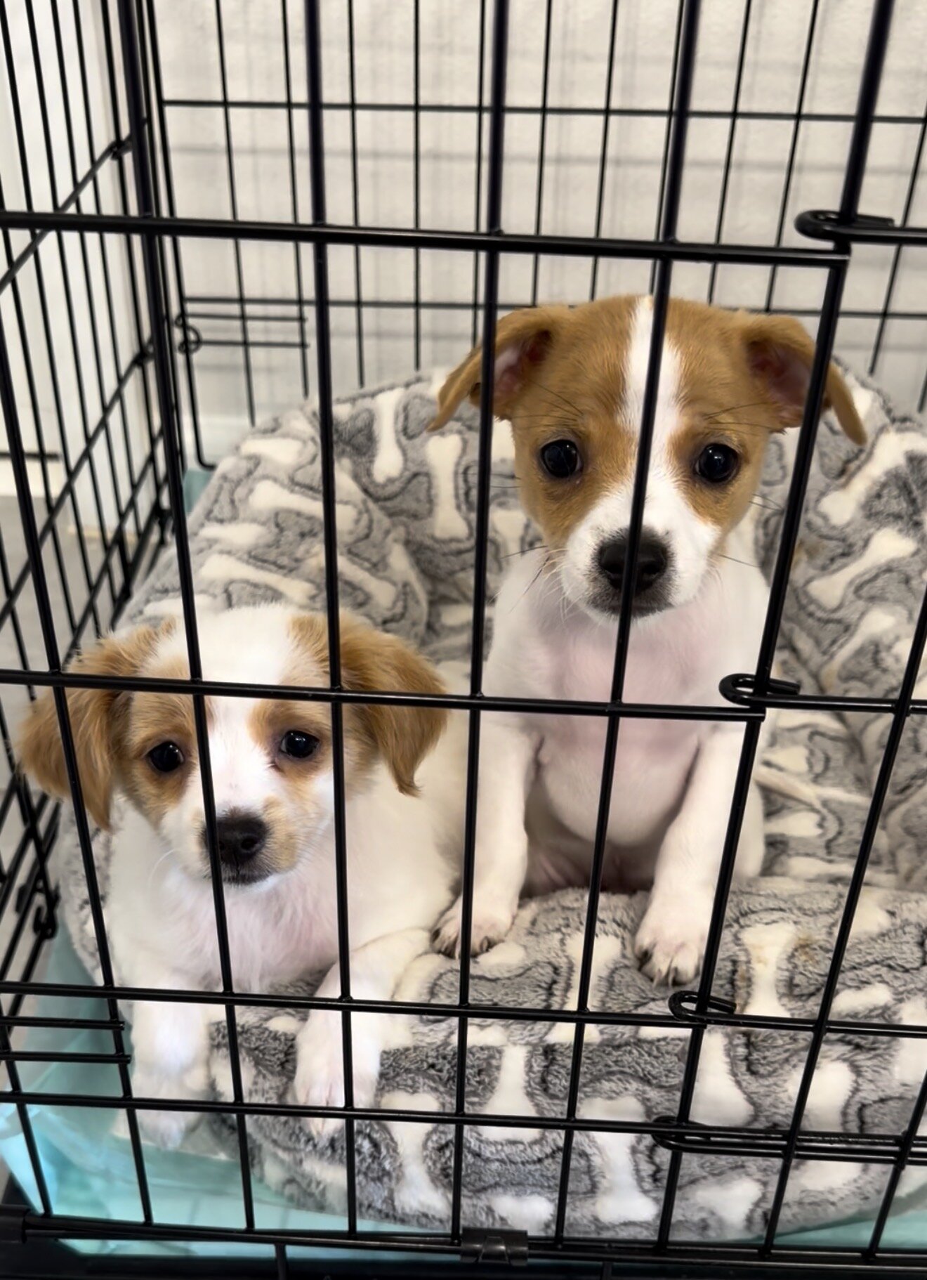 Chihuahua puppies image 1