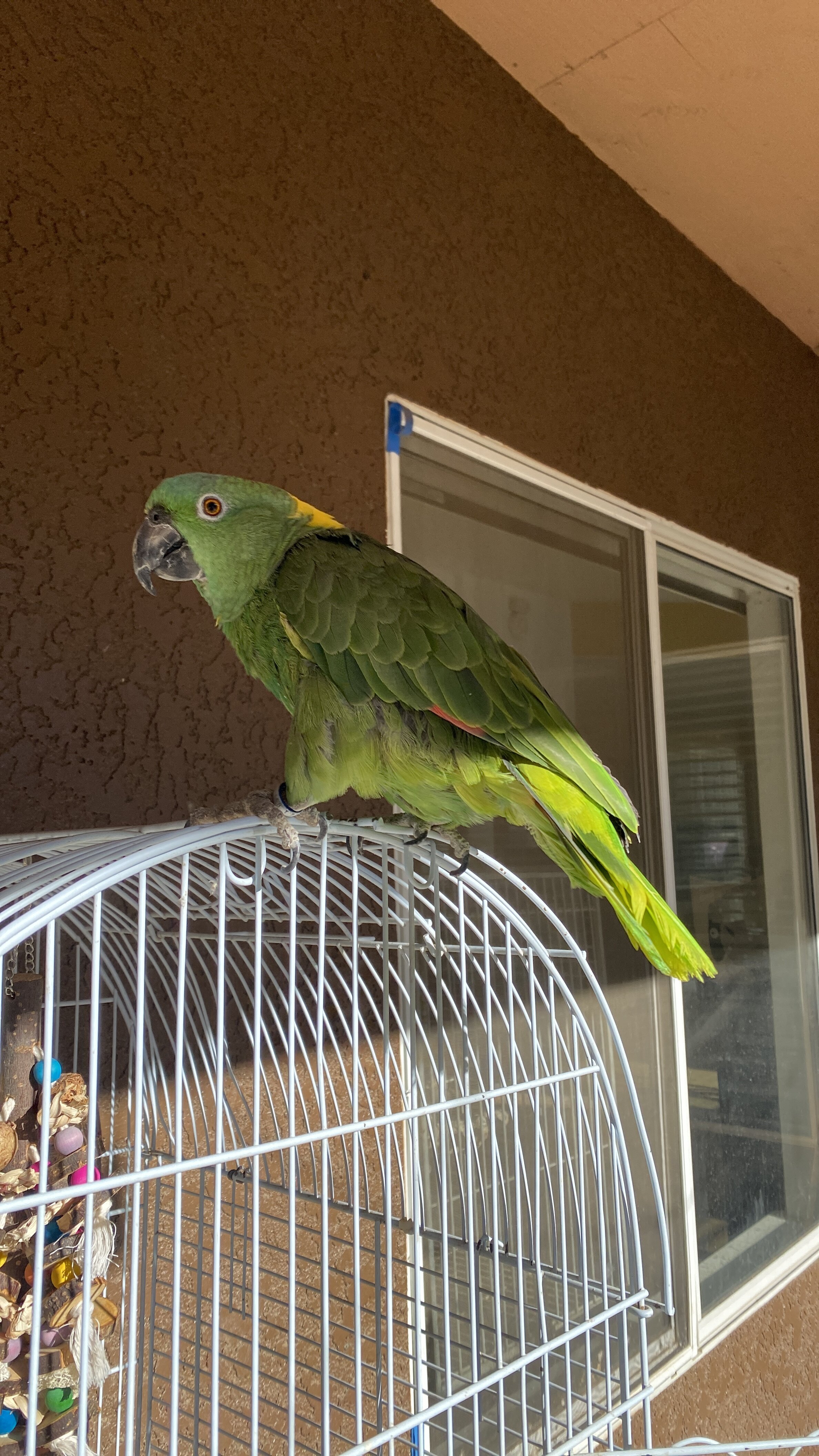 Yellow Naped Amazon image 1