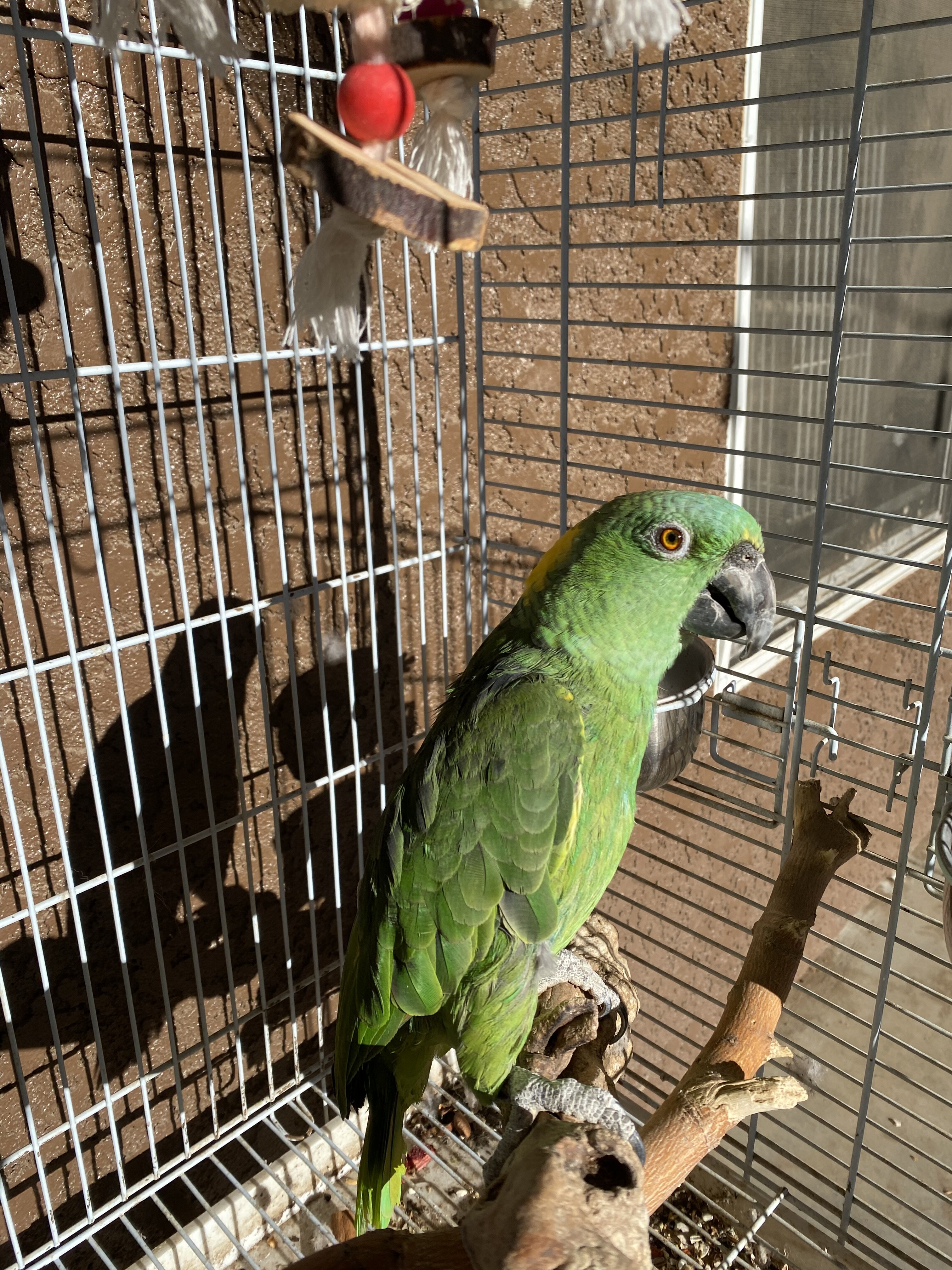 Yellow Naped Amazon image 2