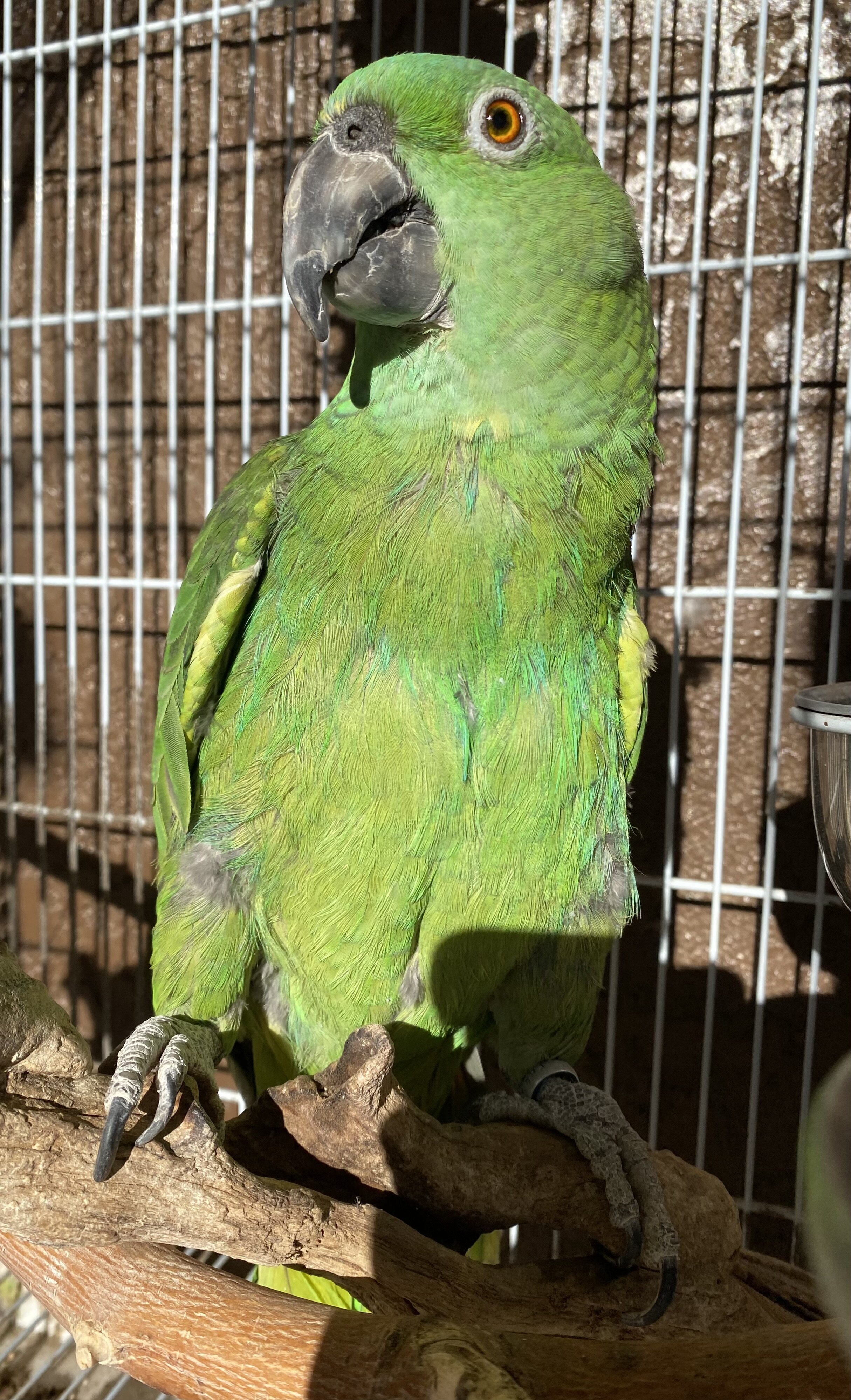 Yellow Naped Amazon image 3