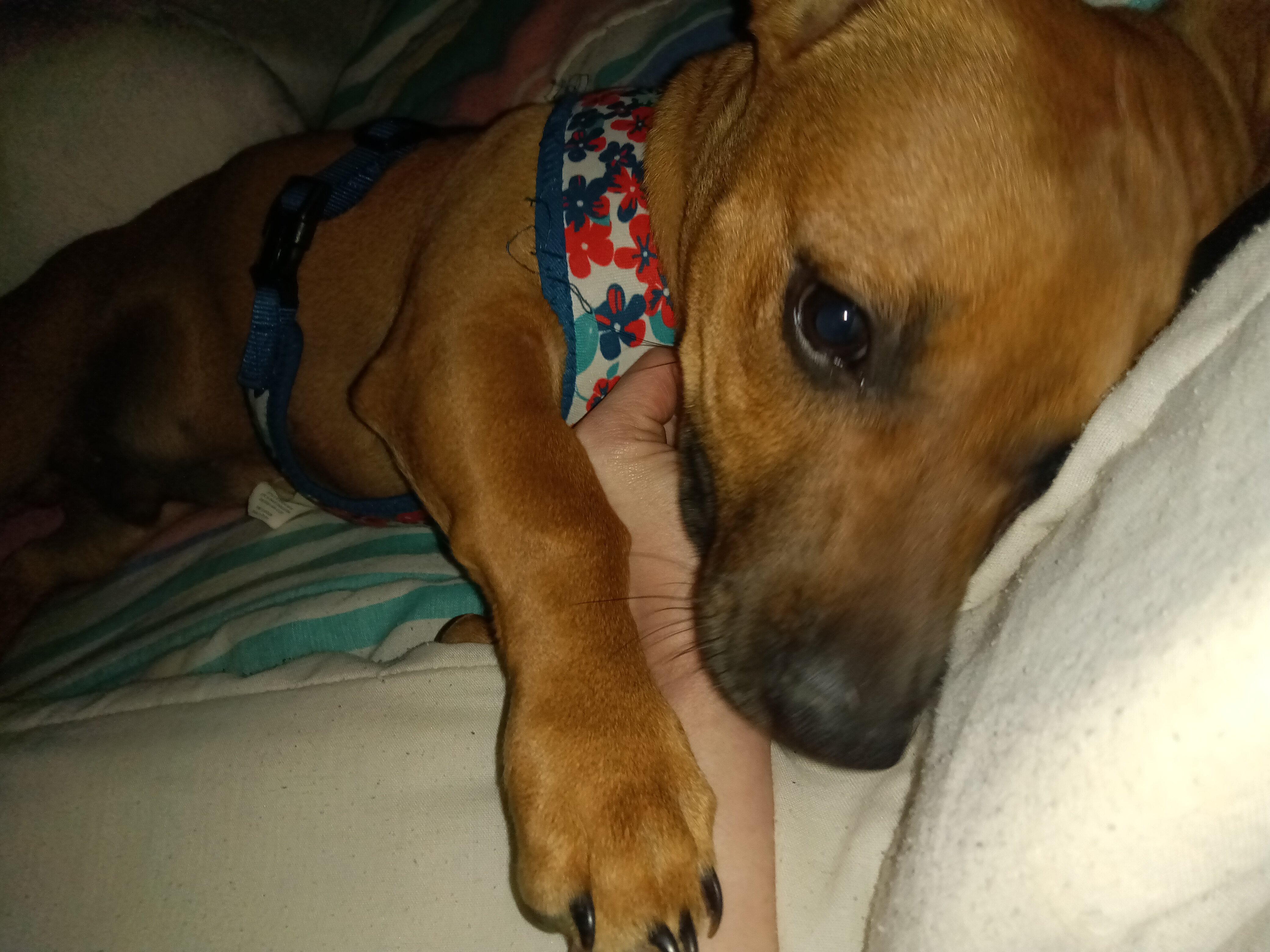 Puppy image 1