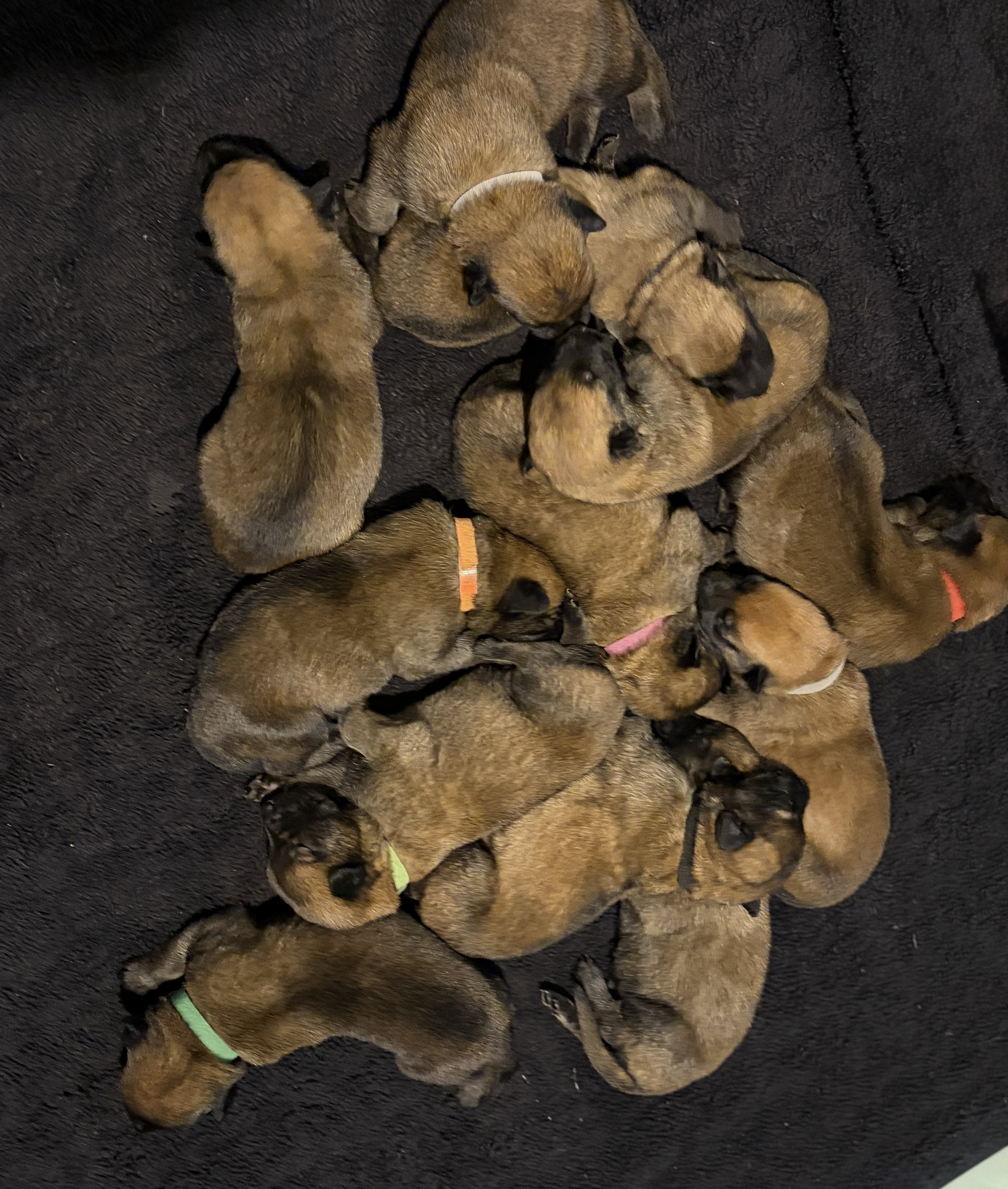 Malinois pups seeking good homes. image 1