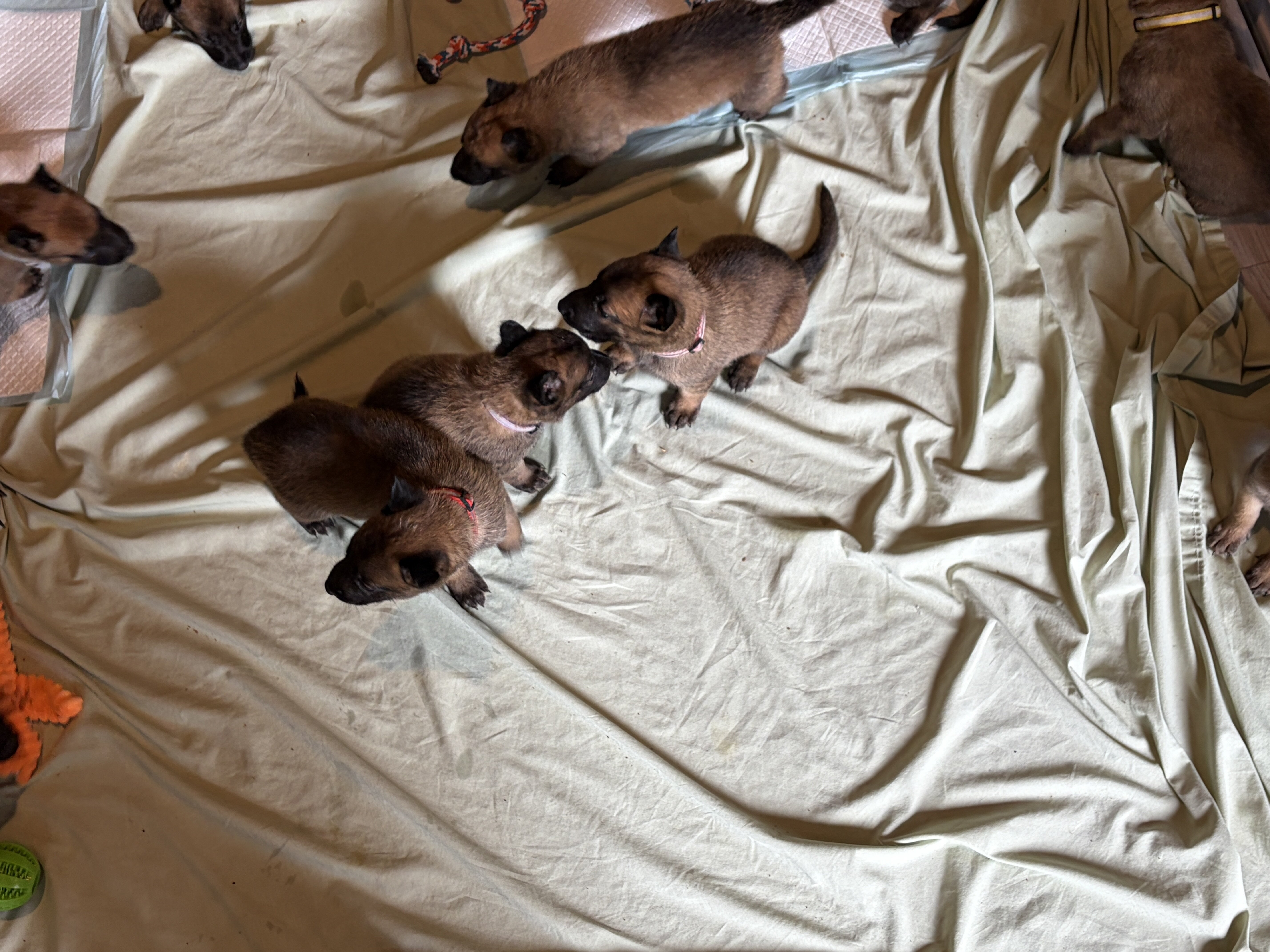 Malinois pups seeking good homes. image 2