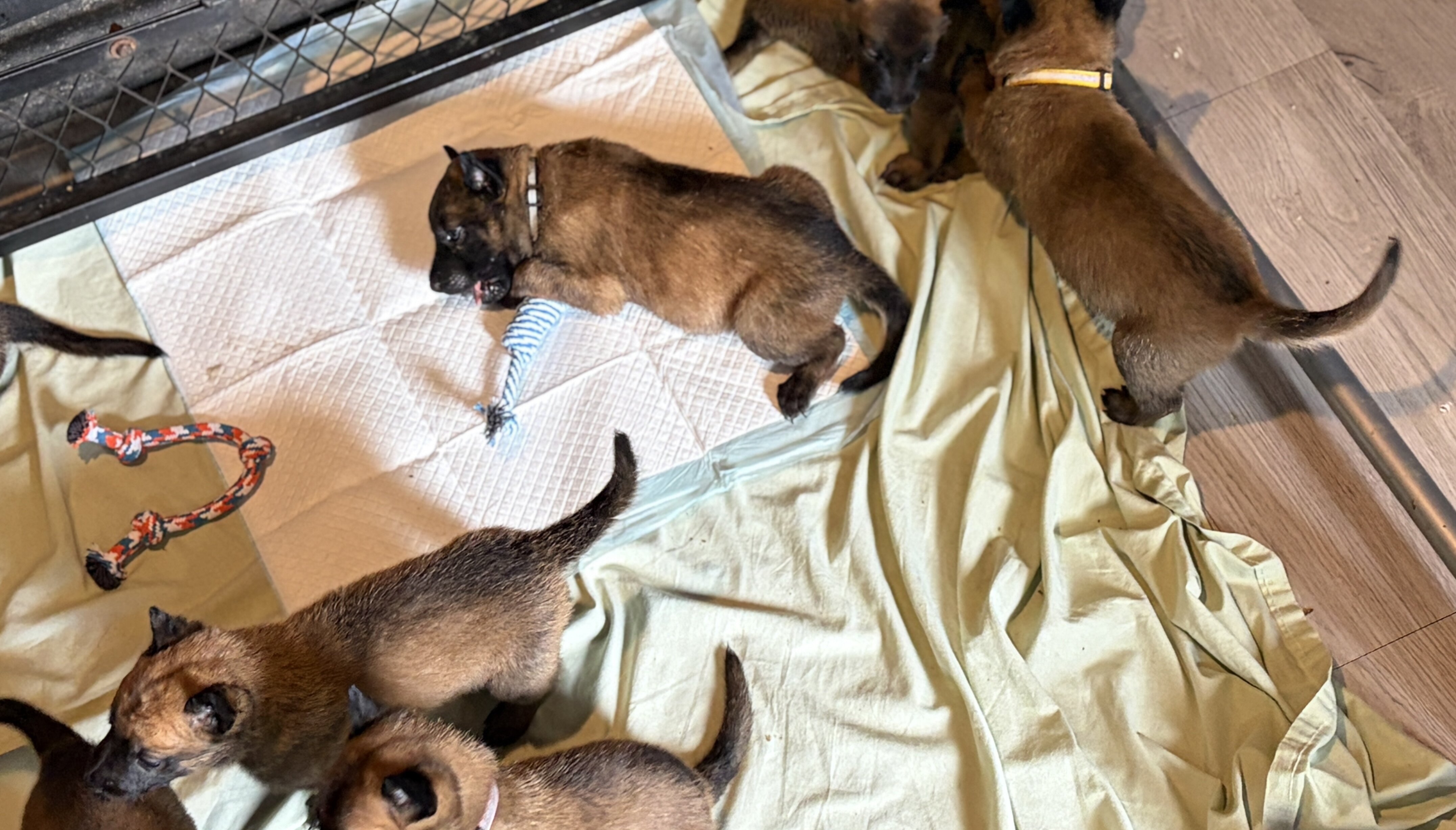 Malinois pups seeking good homes. image 3