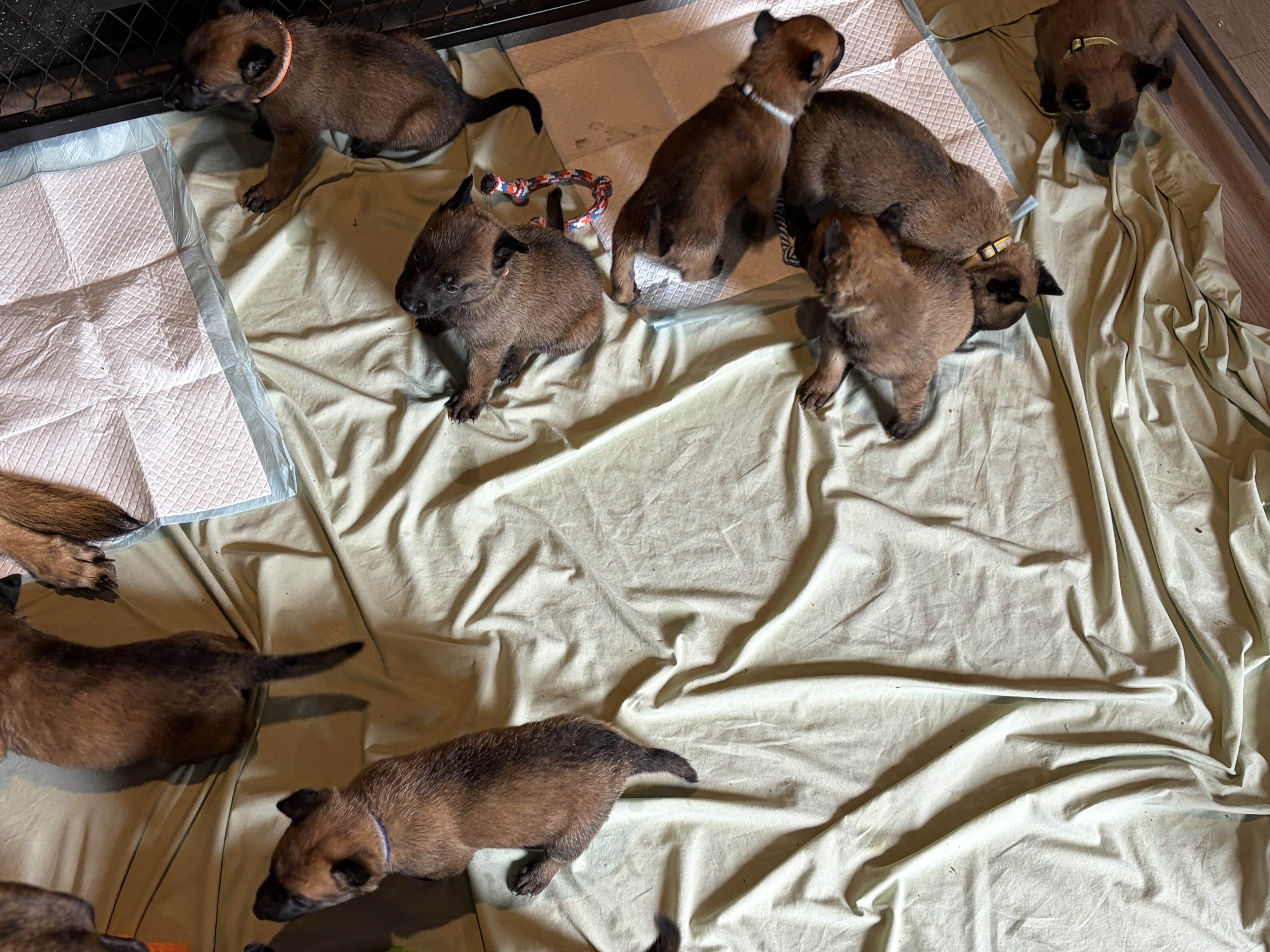 Malinois pups seeking good homes. image 4