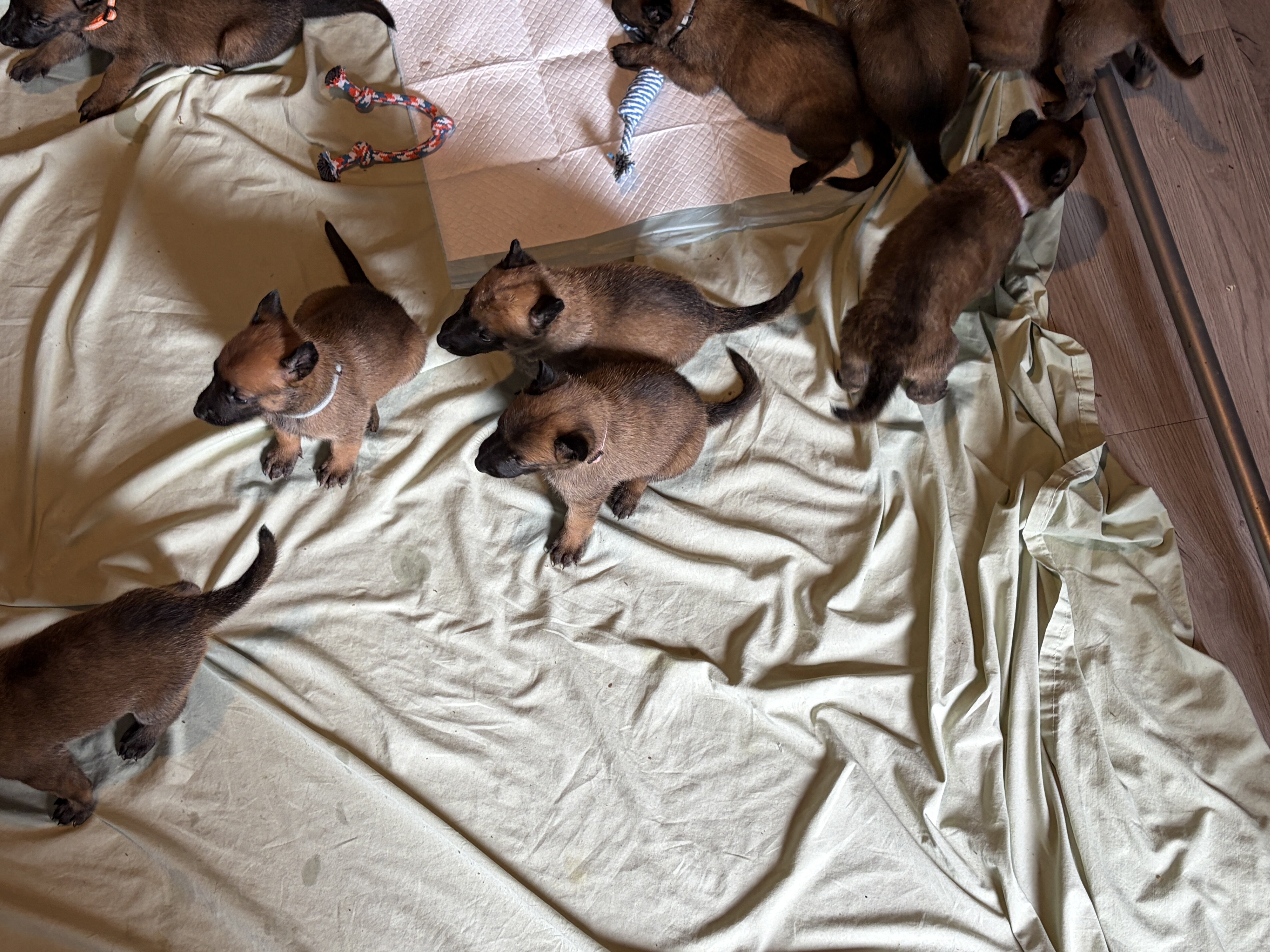 Belgian Malinois Pups looking for forever home. image 3