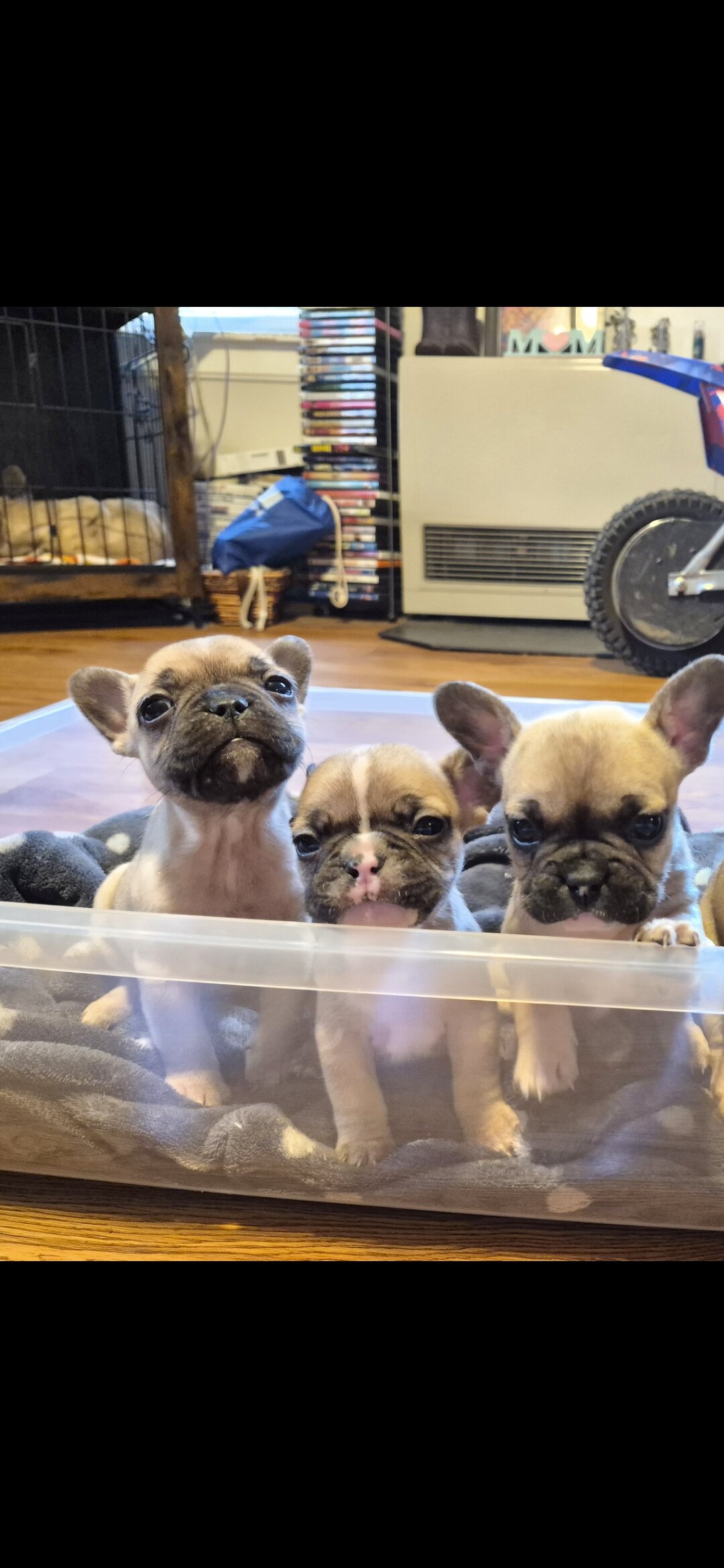 Female French bulldog image 1