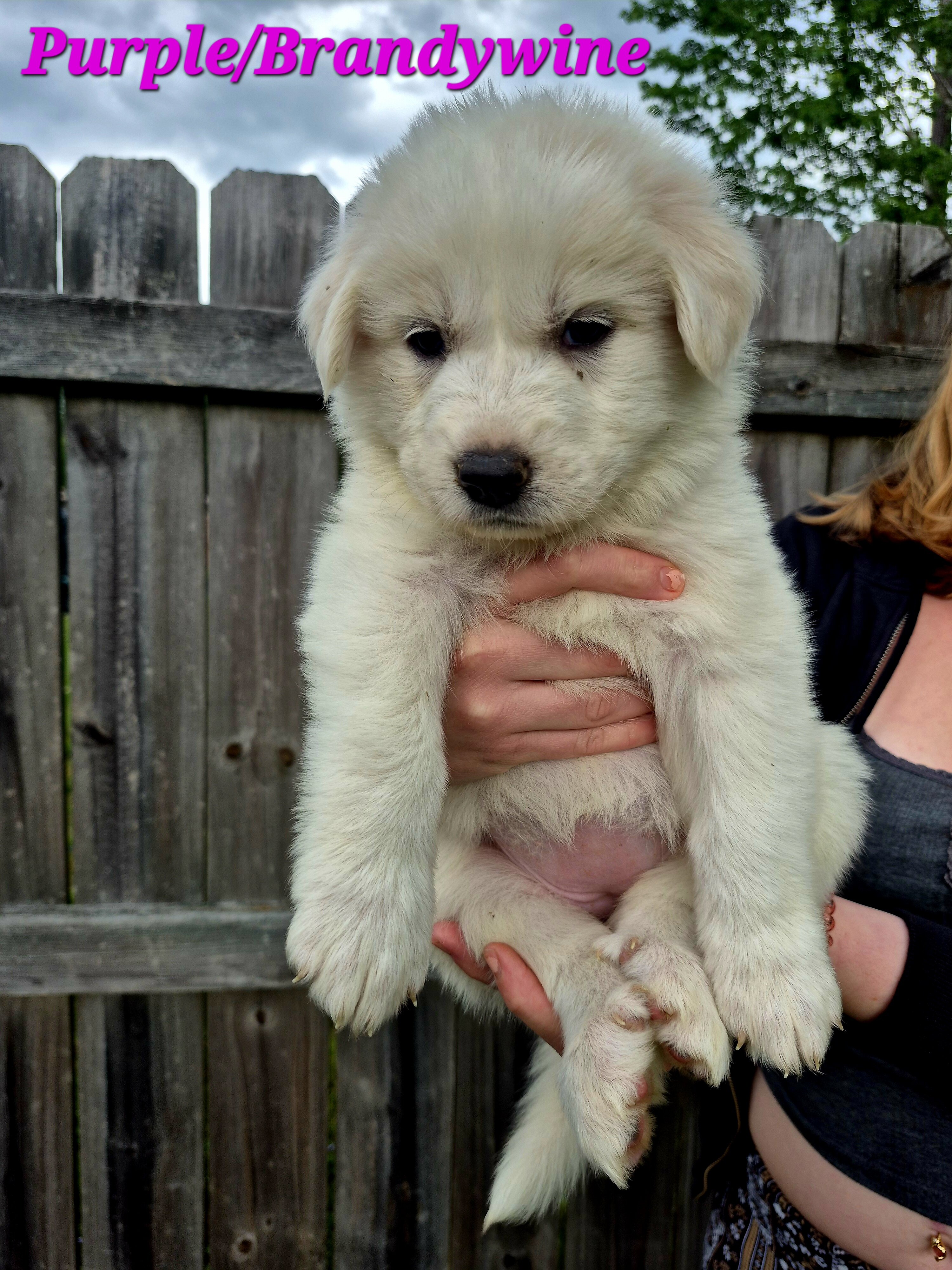Great Pyrenees Puppy (Purple) Brandywine image 1