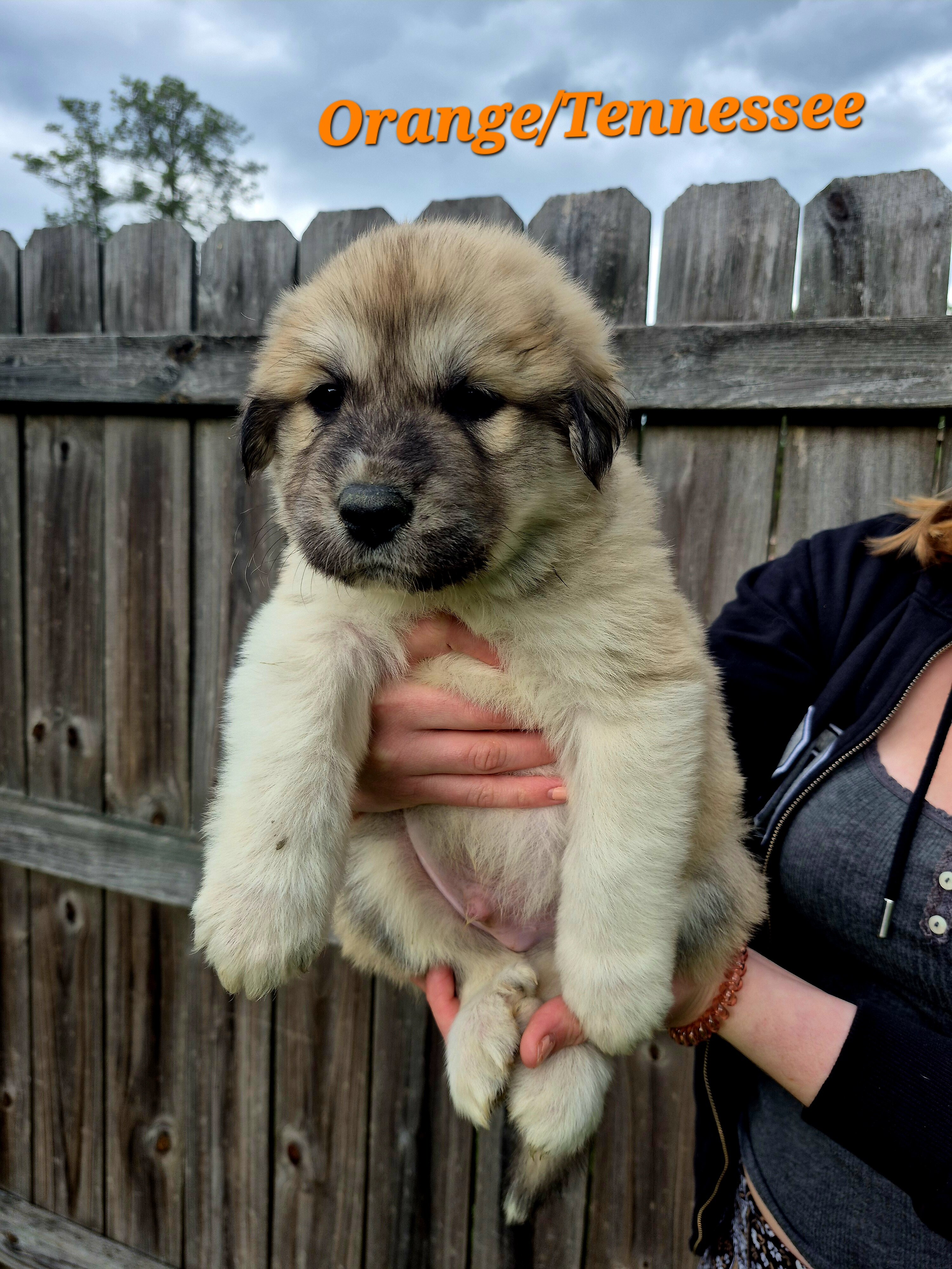Great Pyrenees Puppies (Orange) Tennessee image 1