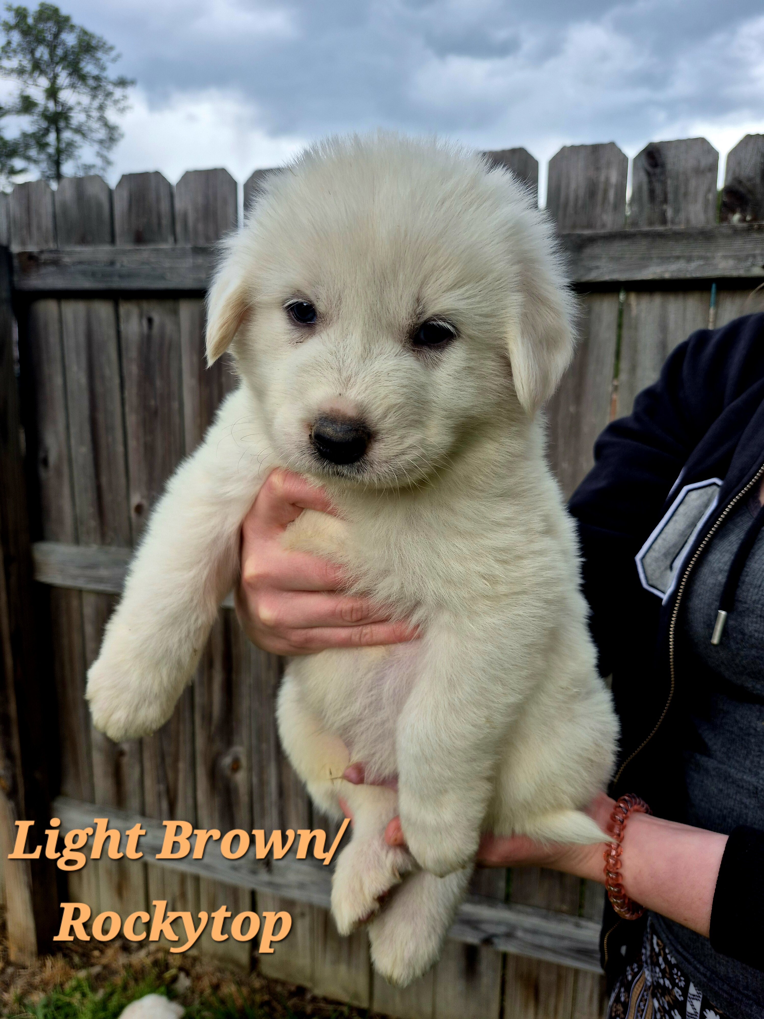 Great Pyrenees Puppy (Light Brown) Rockytop image 1