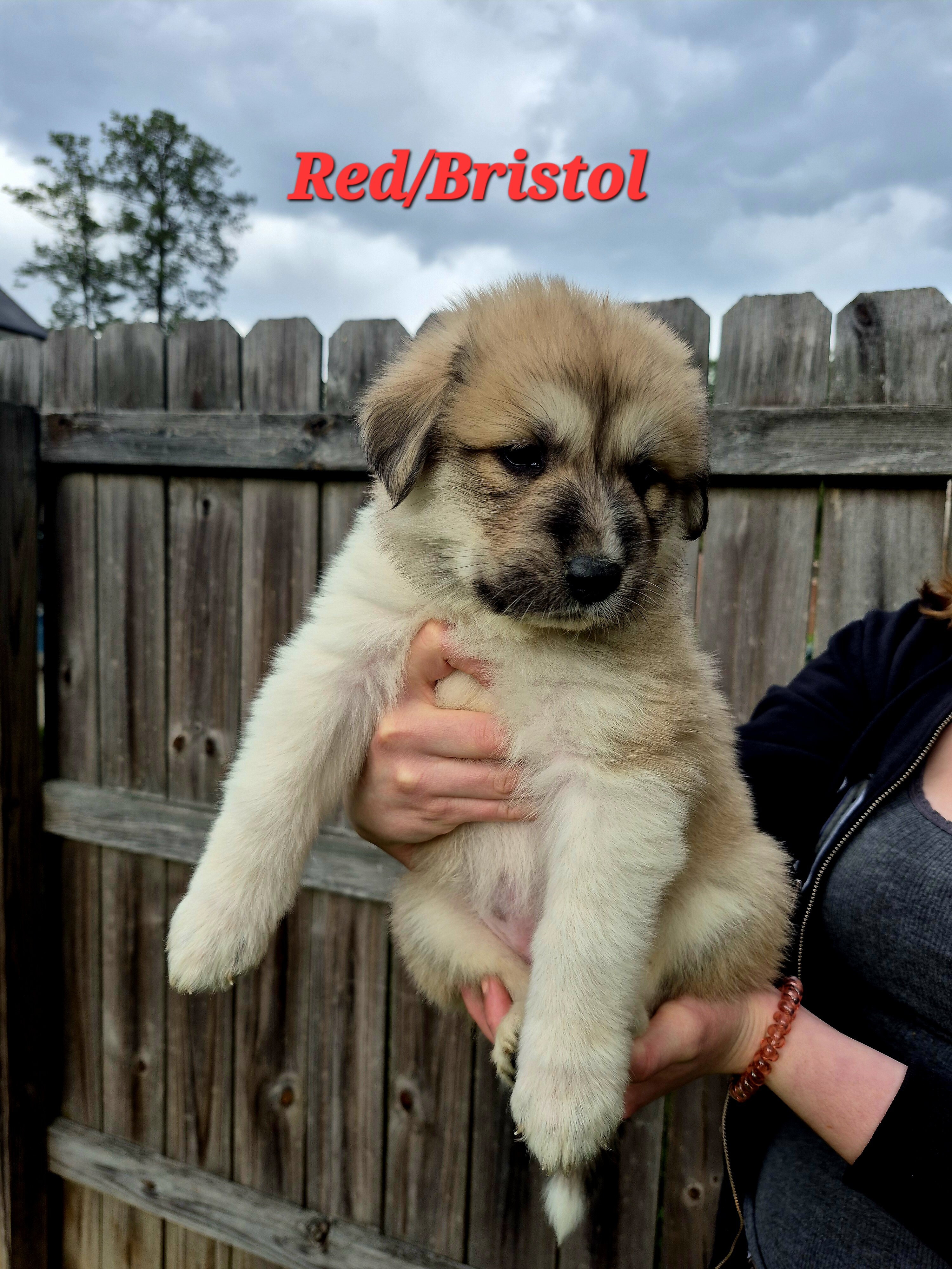 Great Pyrenees Puppy (Red) Bristol image 1