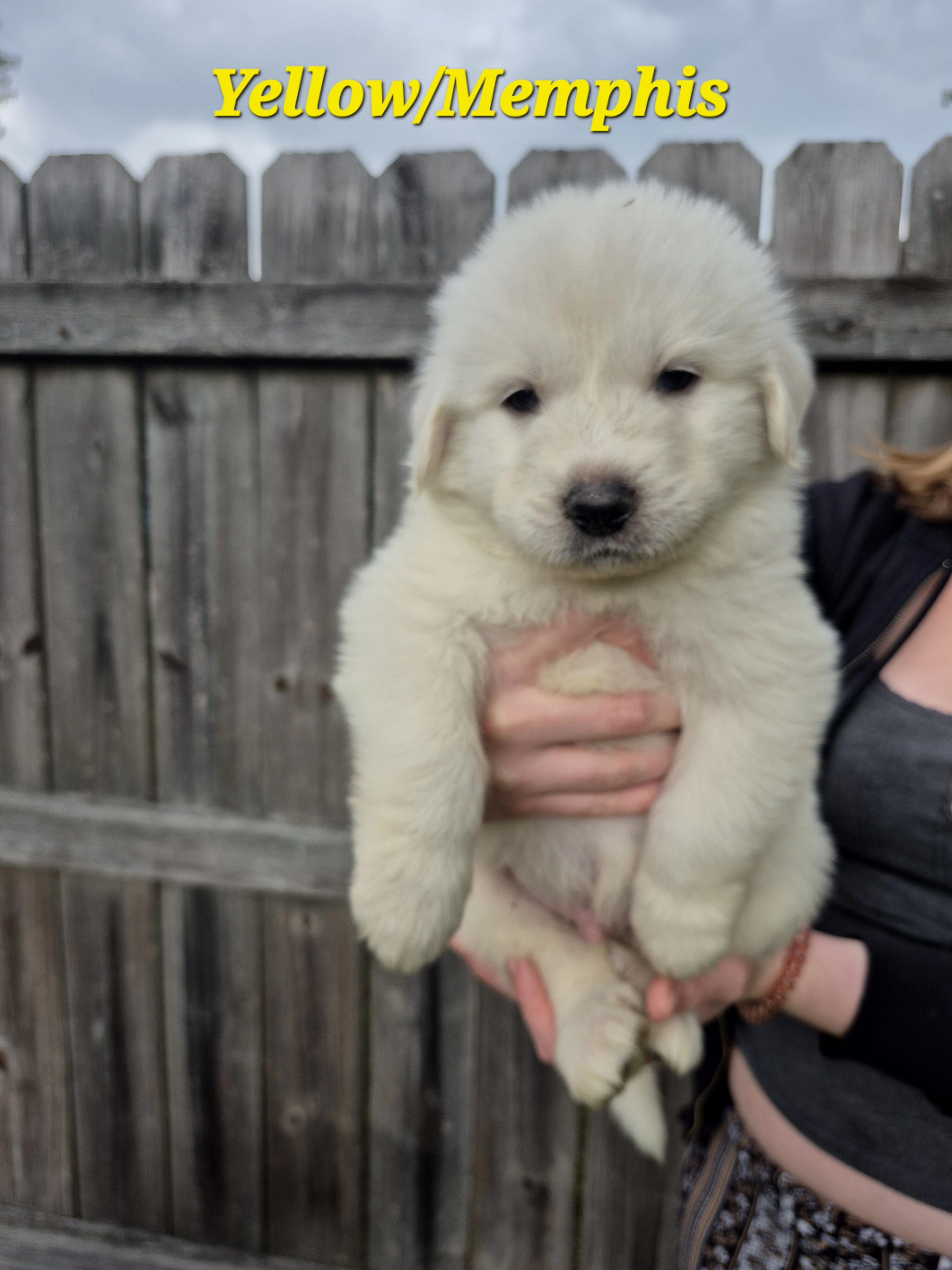Great Pyrenees Puppy (Yellow) Memphis image 1