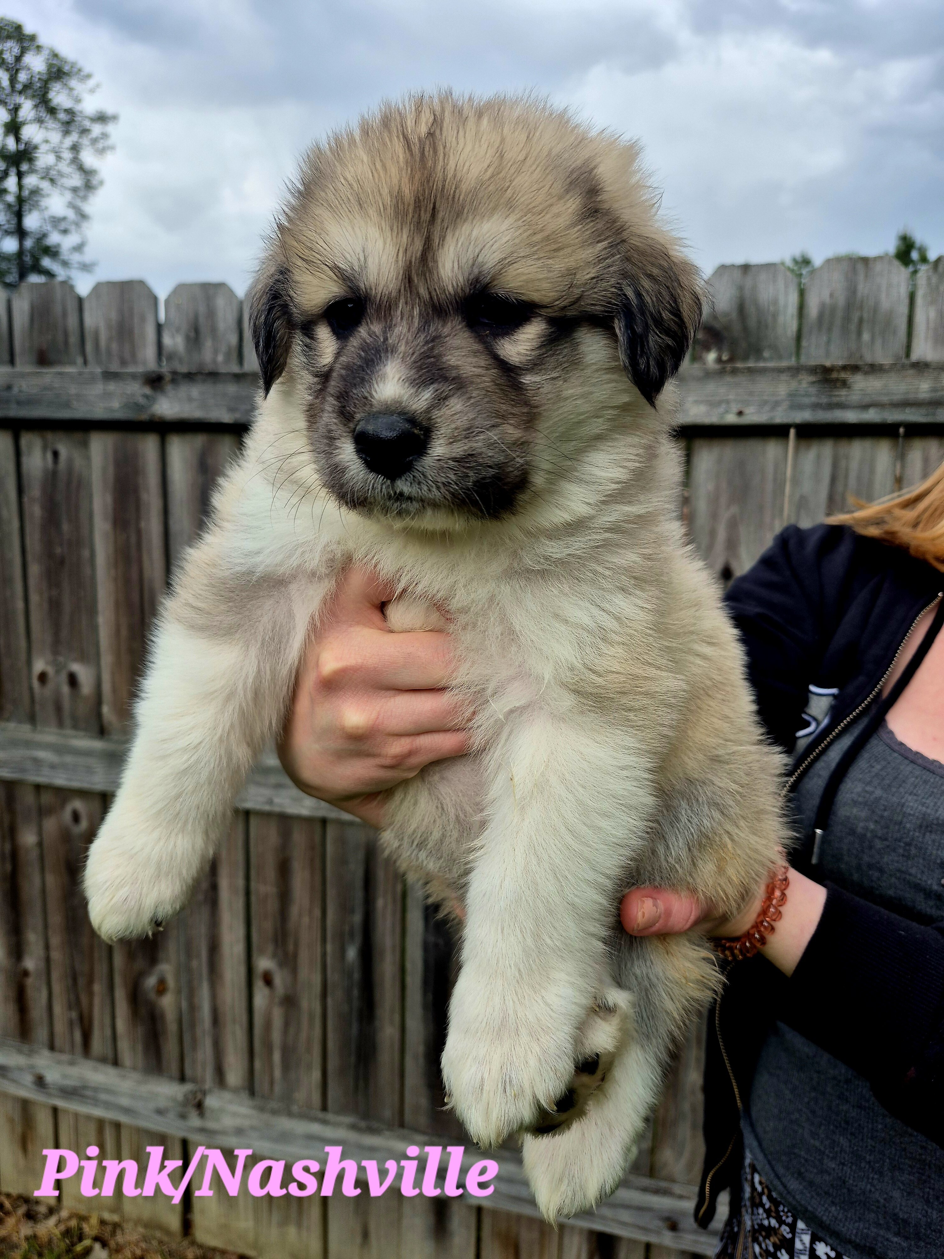 Great Pyrenees Puppy (Pink) Nashville image 1