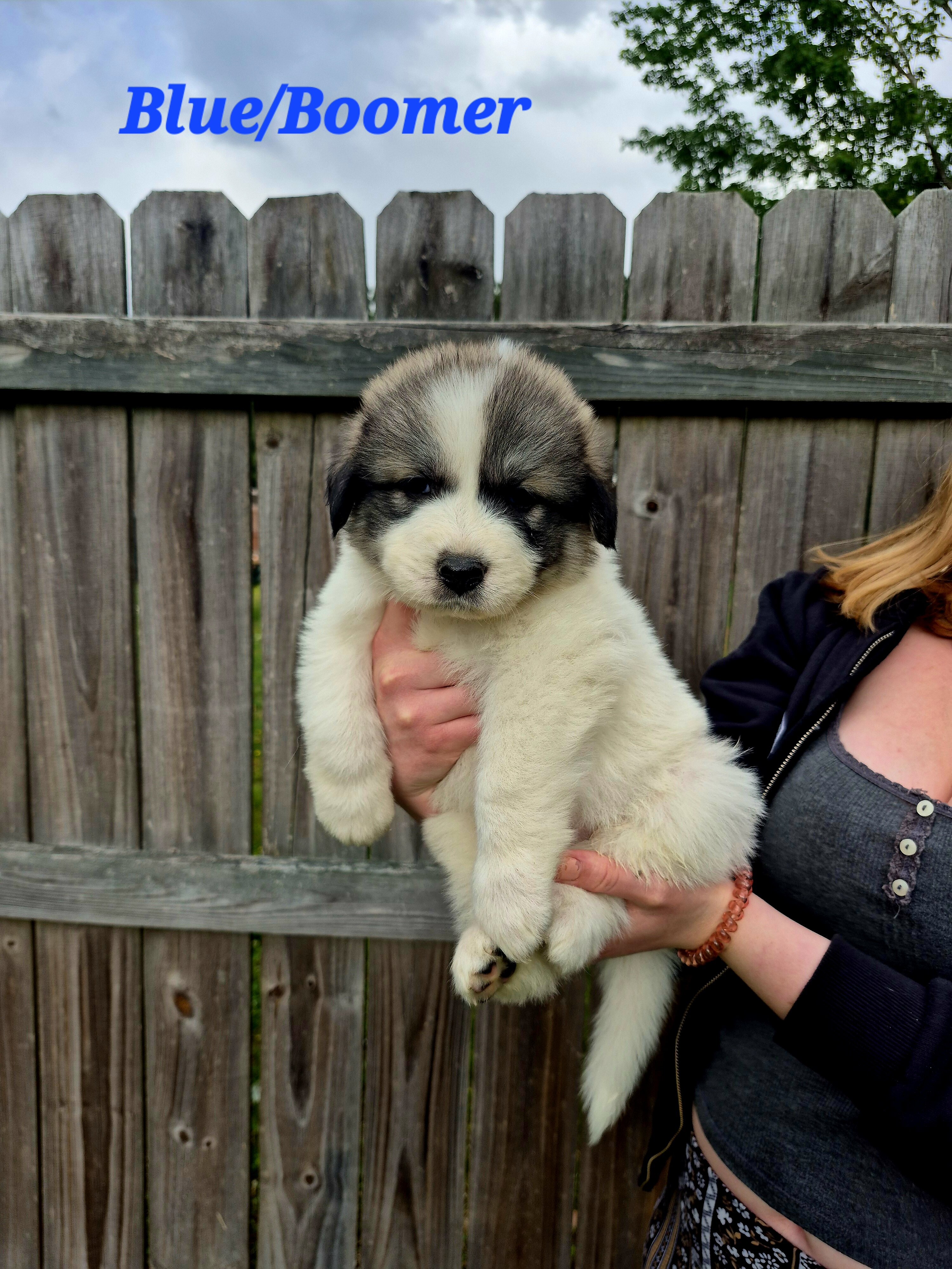 Great Pyrenees Puppy (Blue) Boomer image 1
