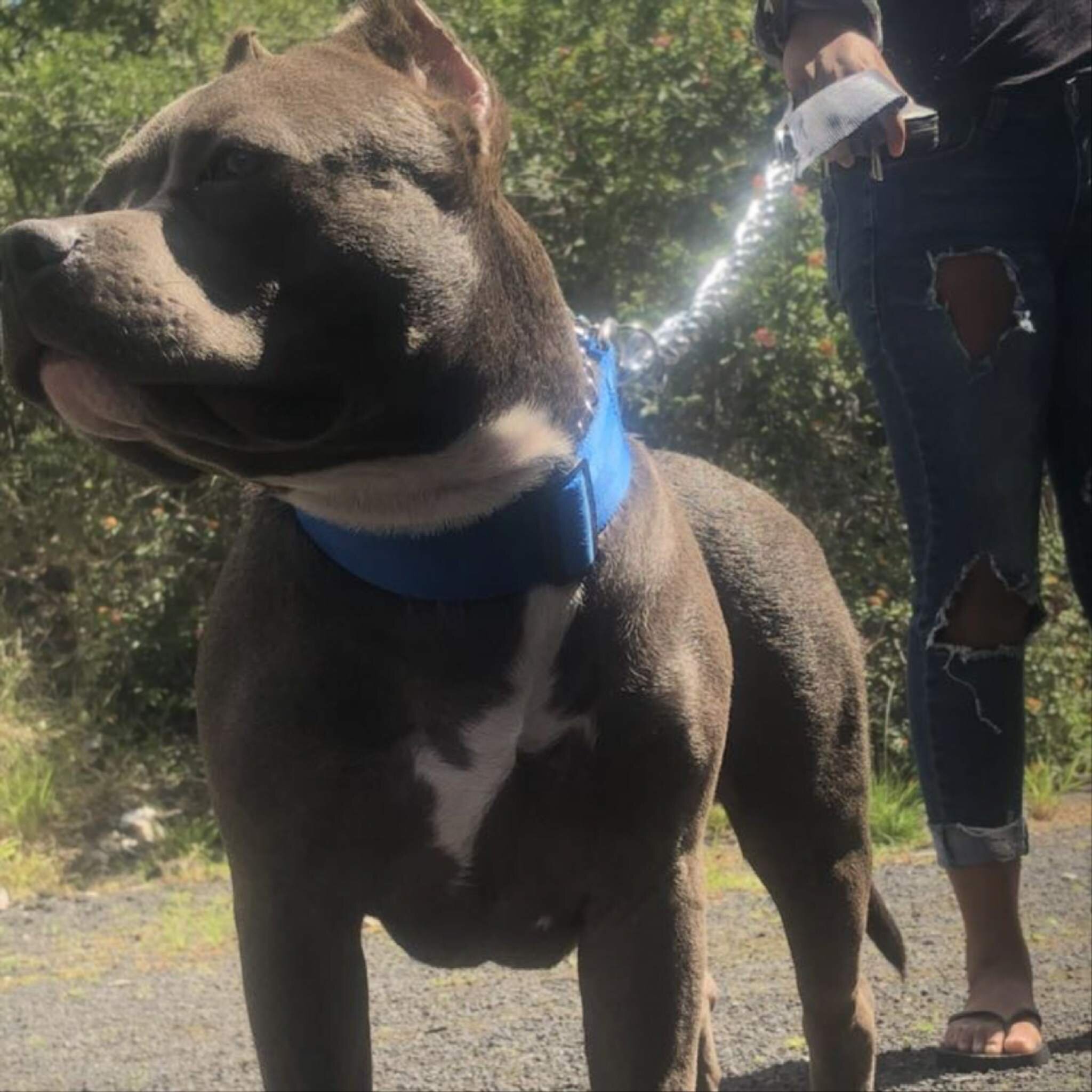 Rehoming Bully puppies image 5