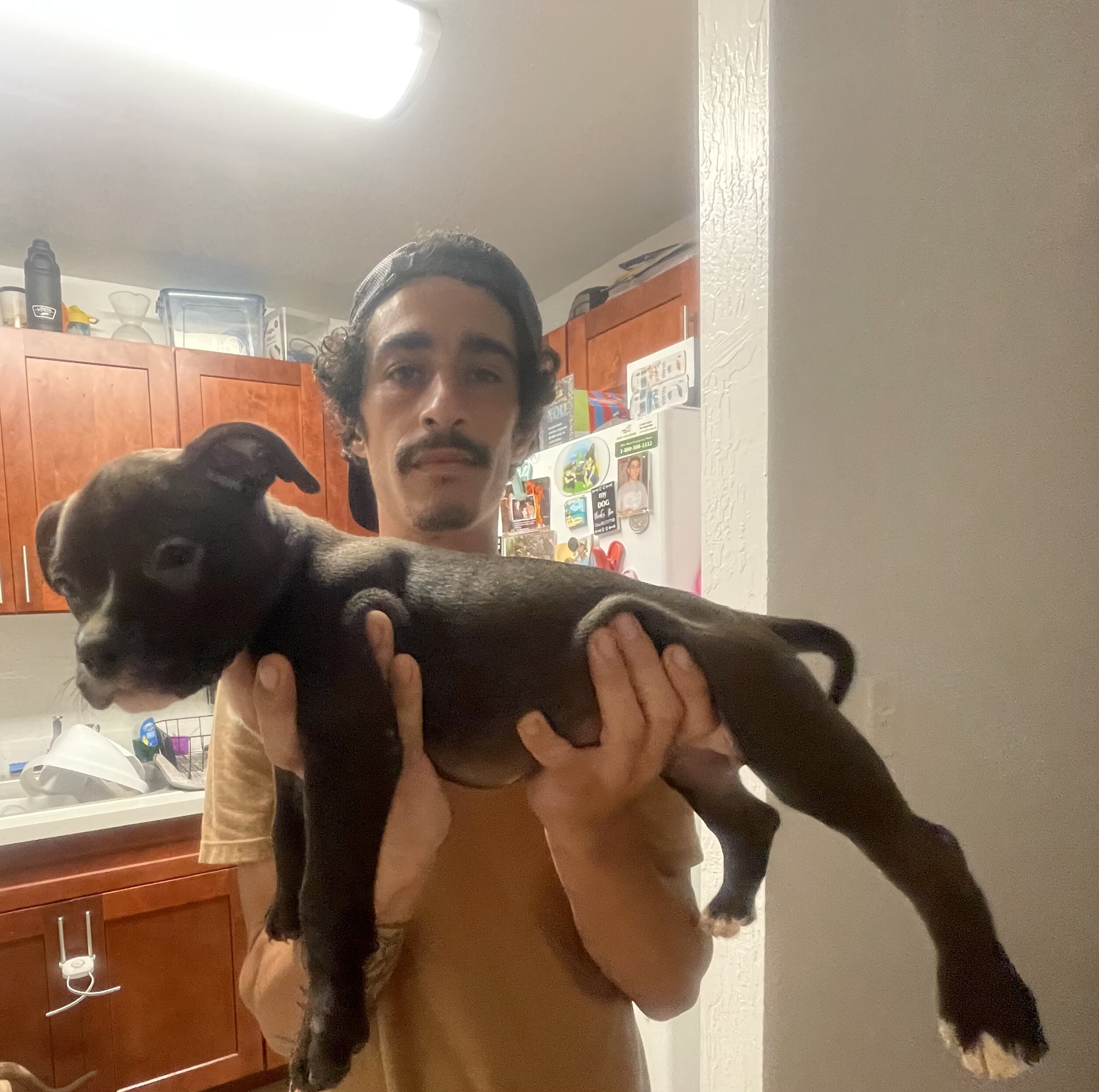 Rehoming Bully puppies image 3