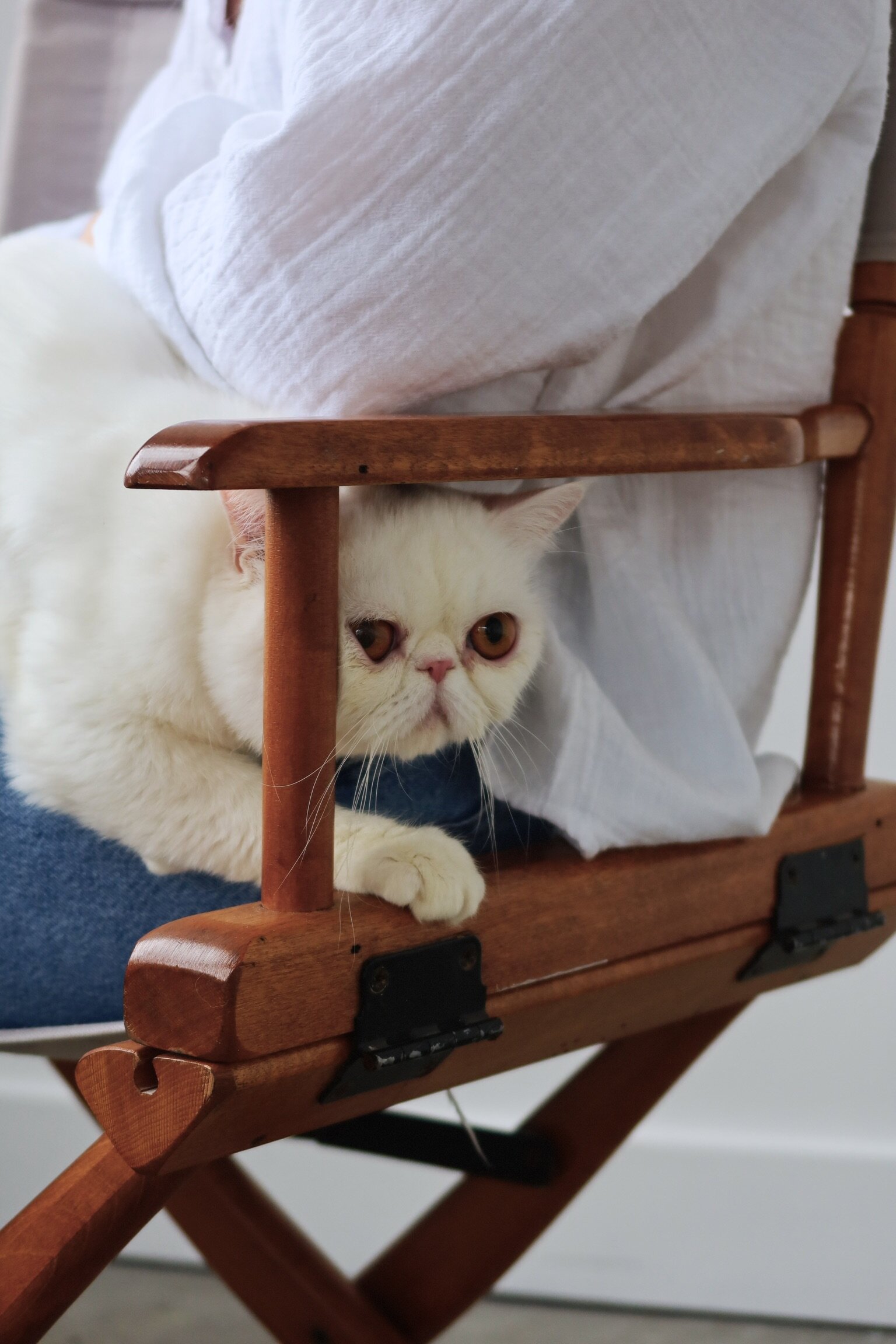 exotic shorthair perfect feline image 1
