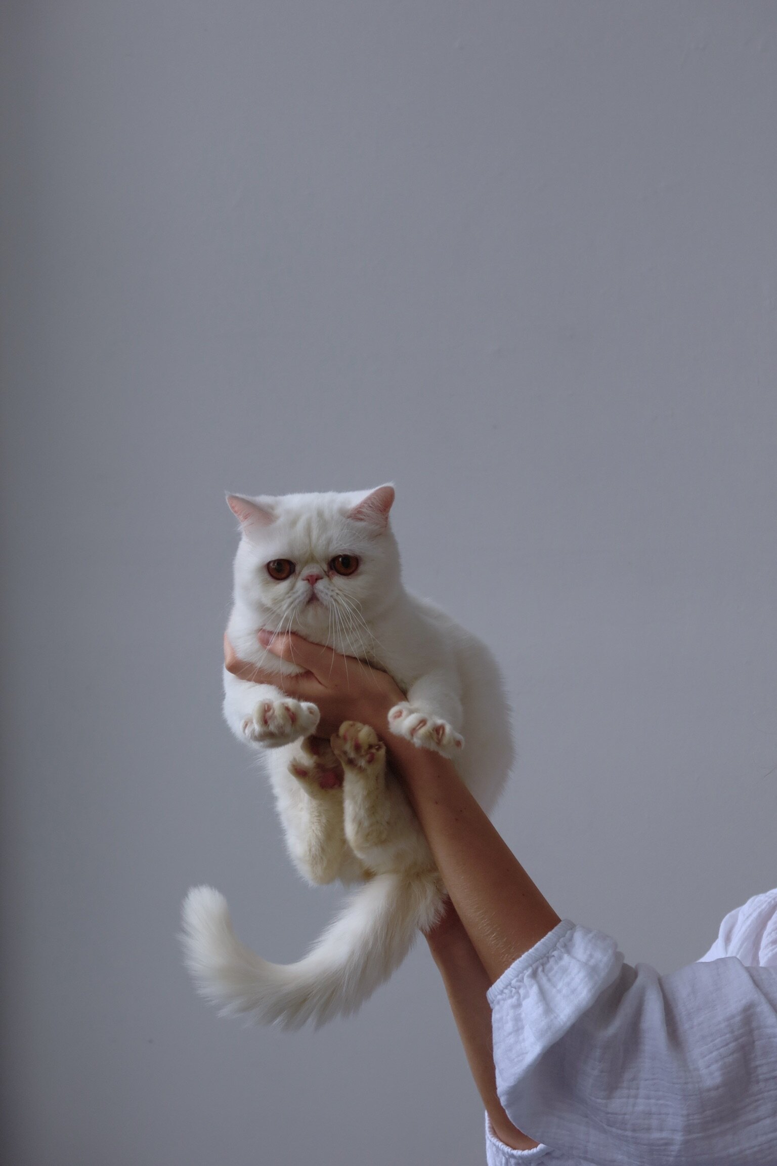 exotic shorthair perfect feline image 2