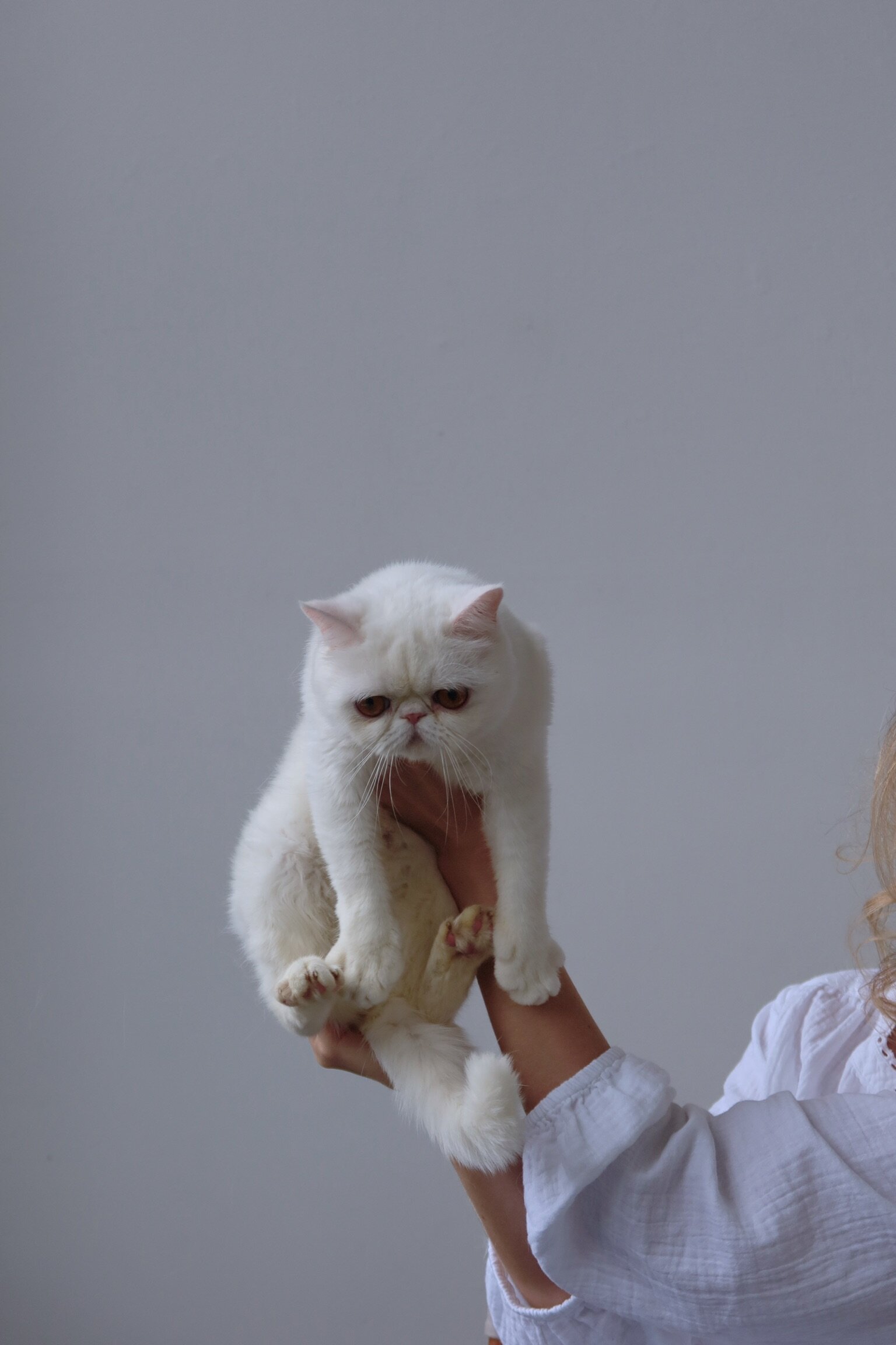 exotic shorthair perfect feline image 3