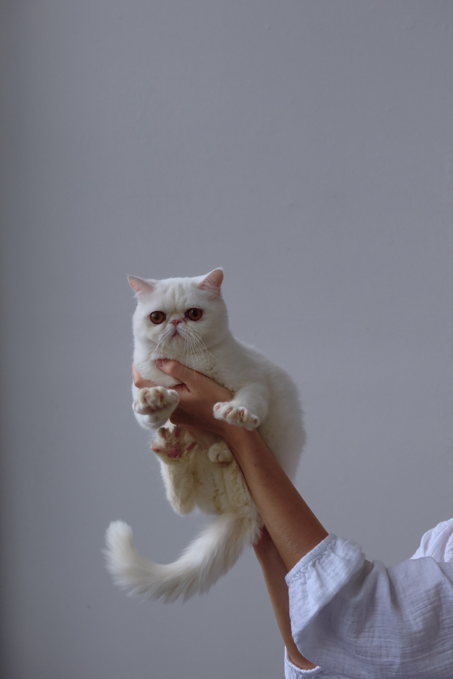 exotic shorthair perfect feline image 4