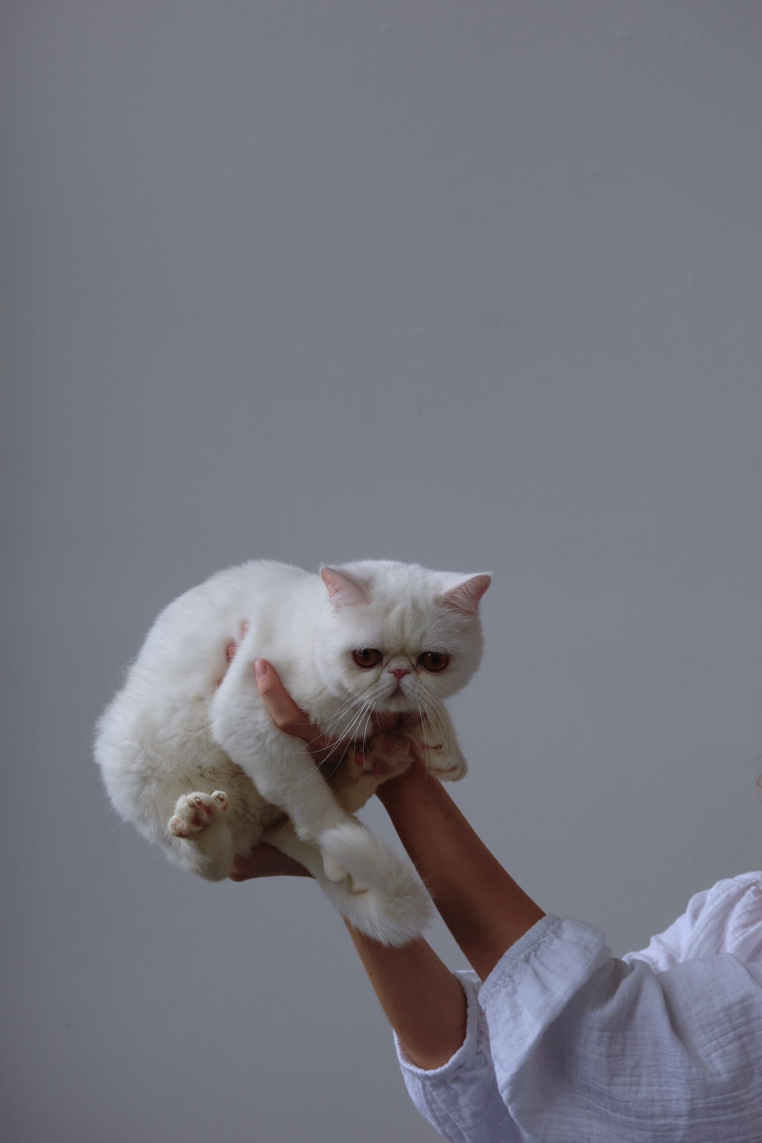 exotic shorthair perfect feline image 5
