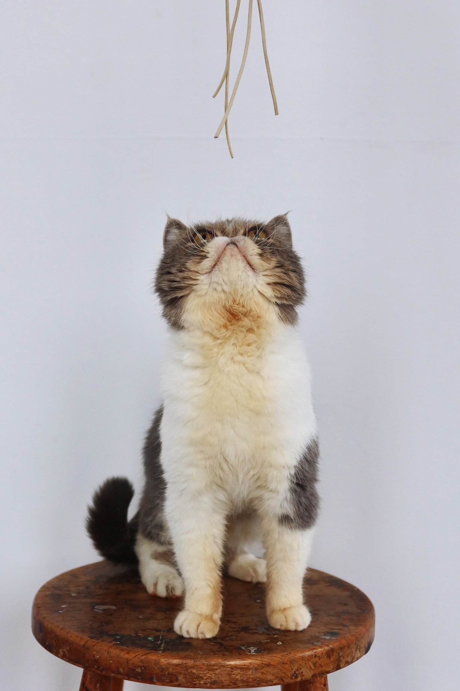 exotic shorthair male cat image 4