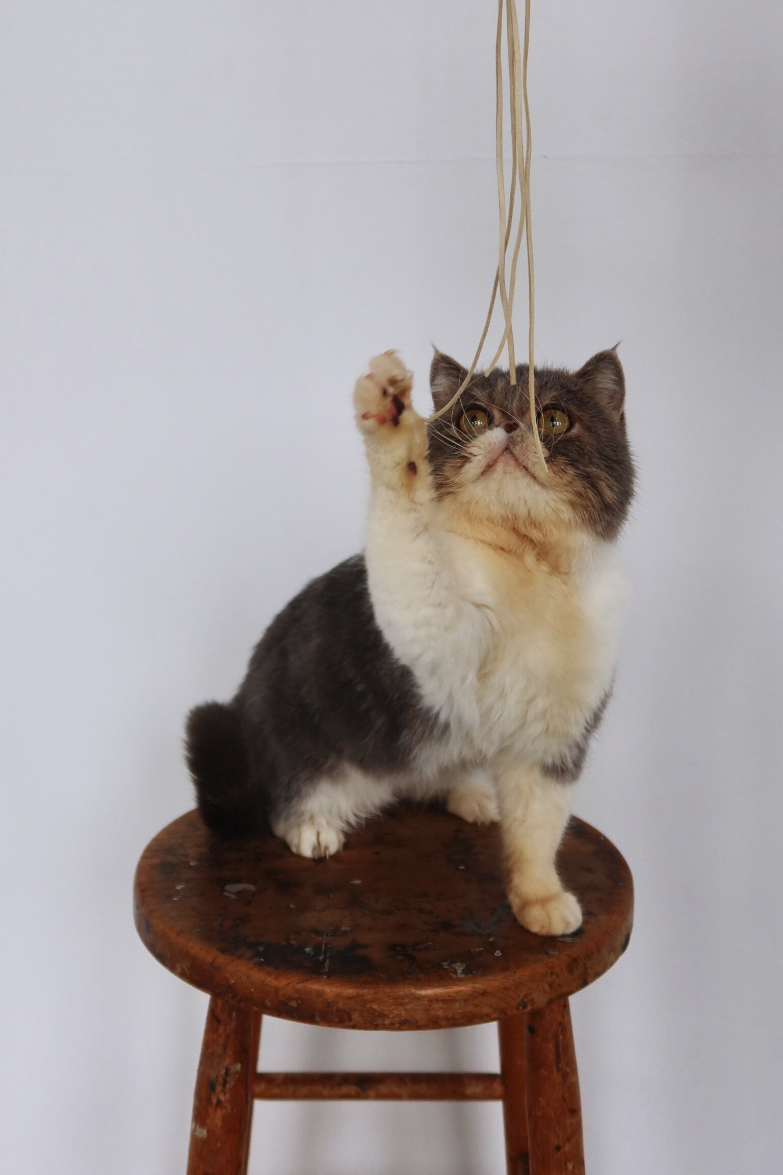 exotic shorthair male cat image 3