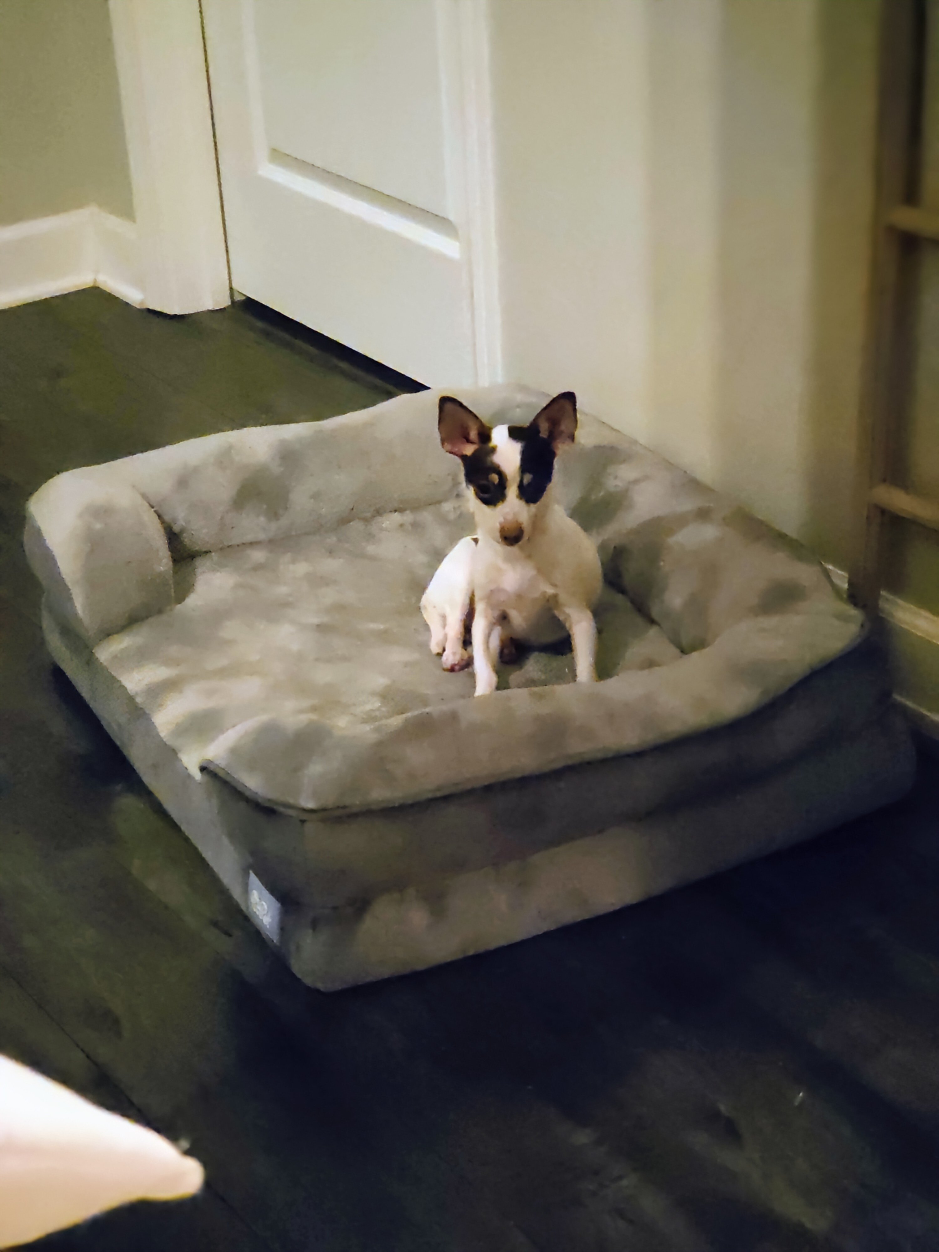 Chihuahua - Extremely sweet and lovable 8 month image 1