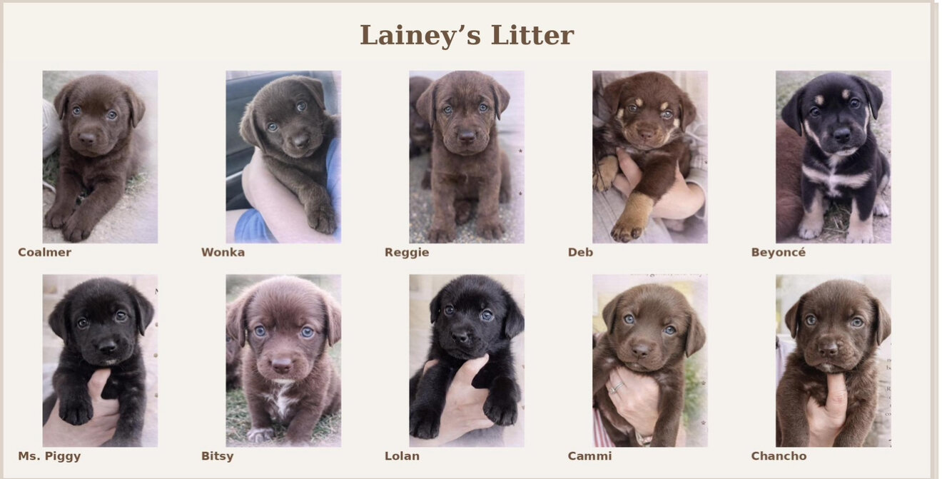 Labrador Retriever Puppies image 3