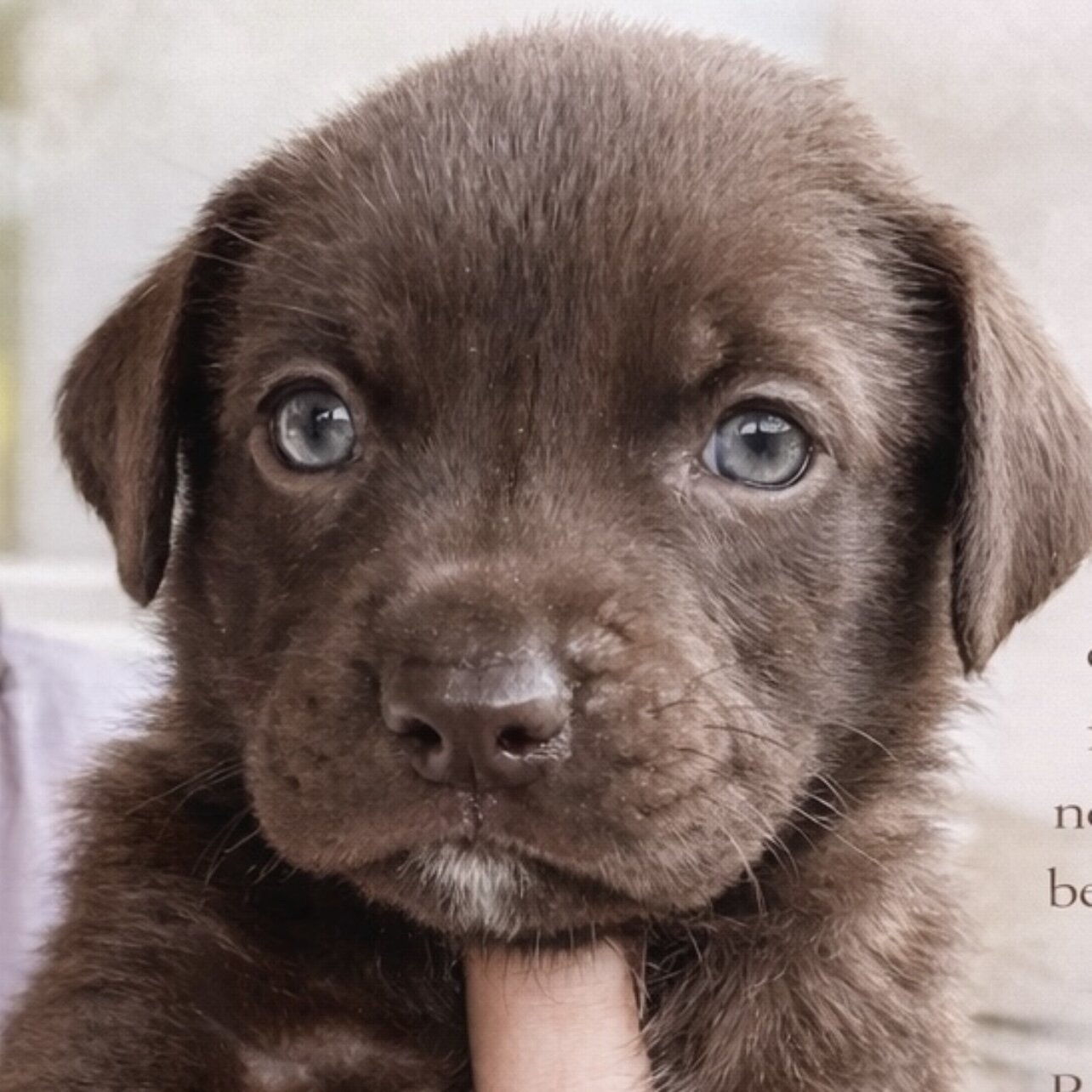 Labrador Retriever Puppies image 1