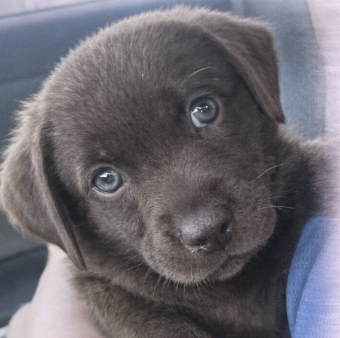 Labrador Retriever Puppies image 2