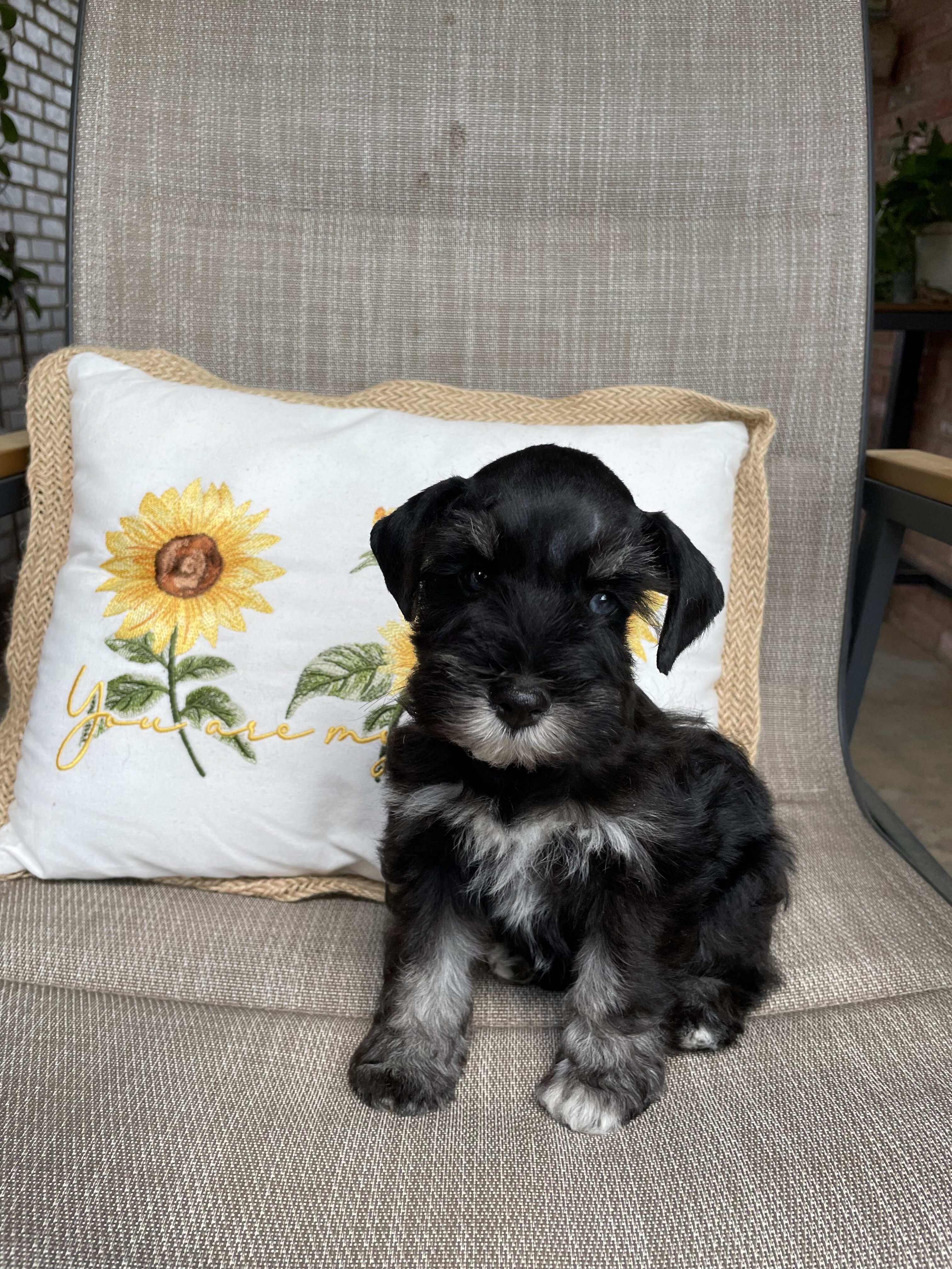 Miniature Schnauzer image 3