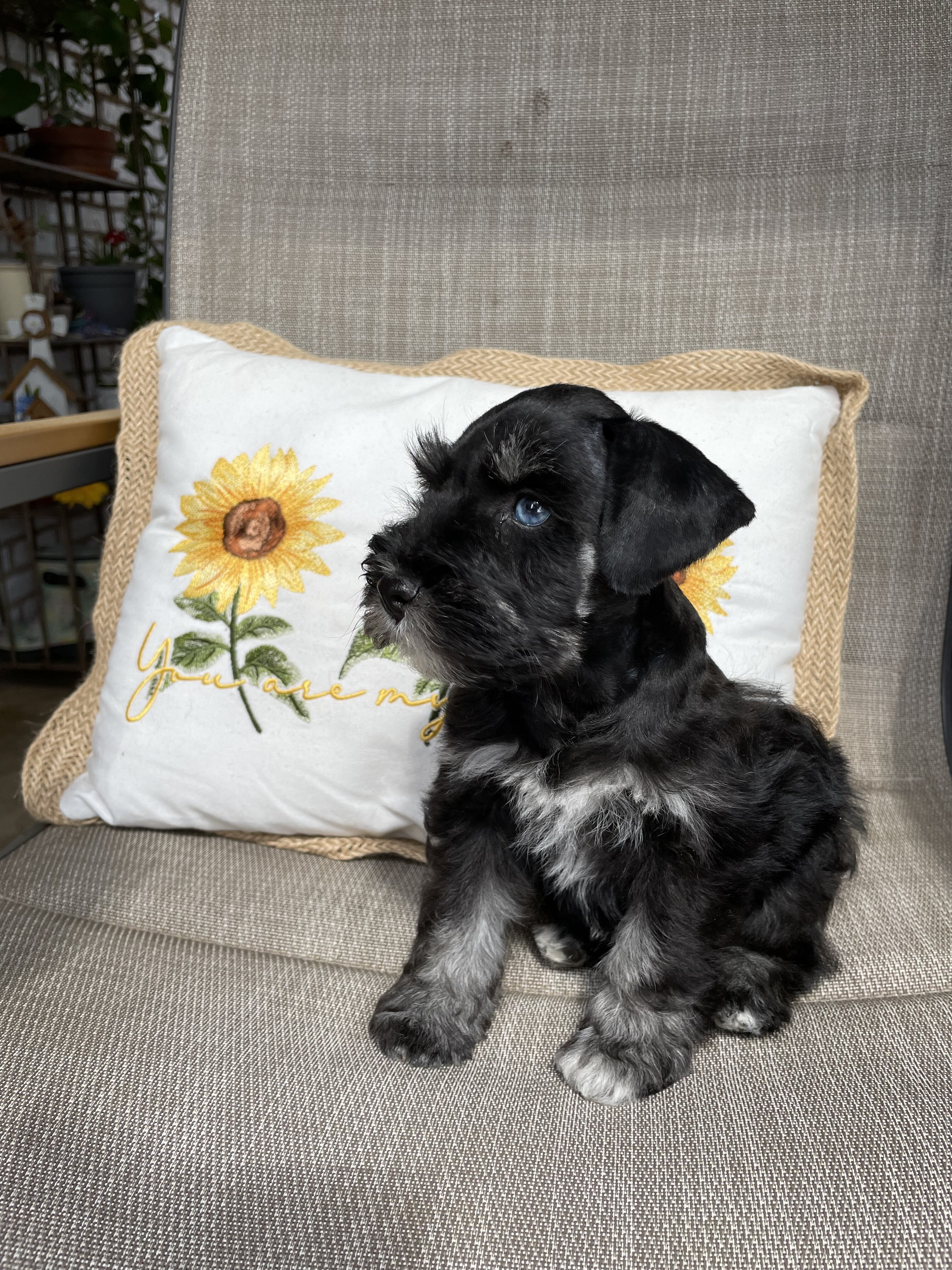 Miniature Schnauzer image 4