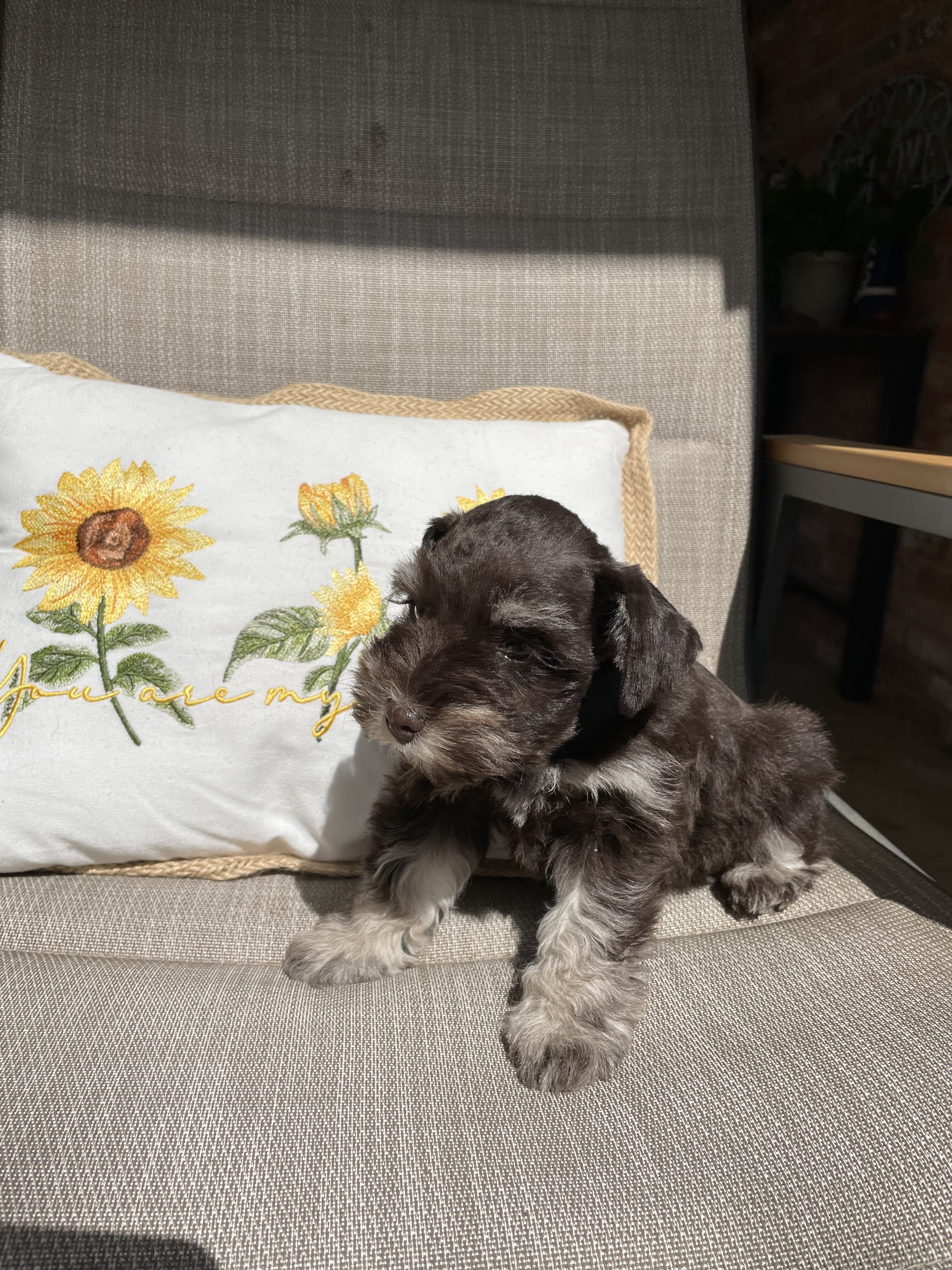 Miniature Schnauzer image 1
