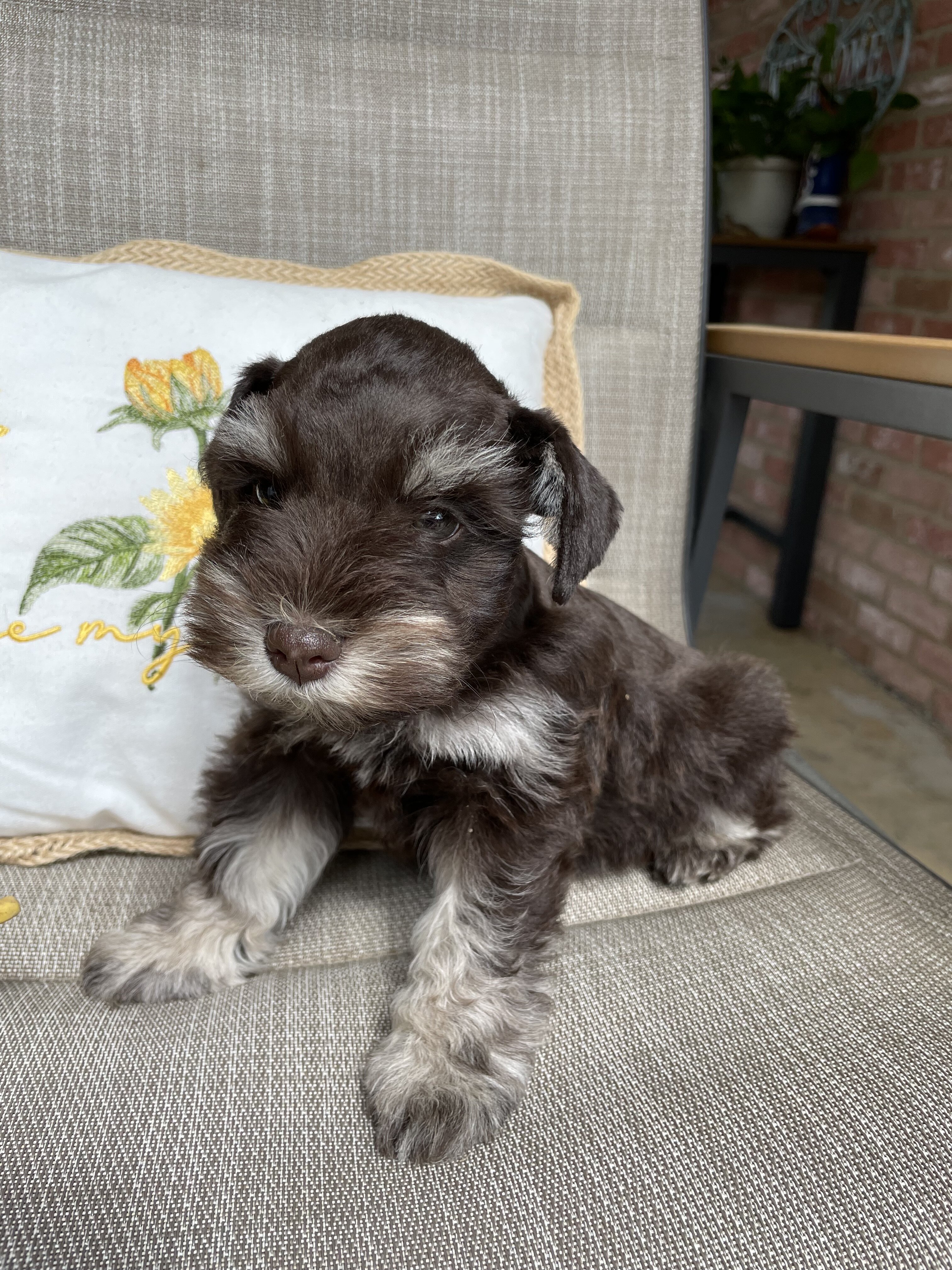 Miniature Schnauzer image 2