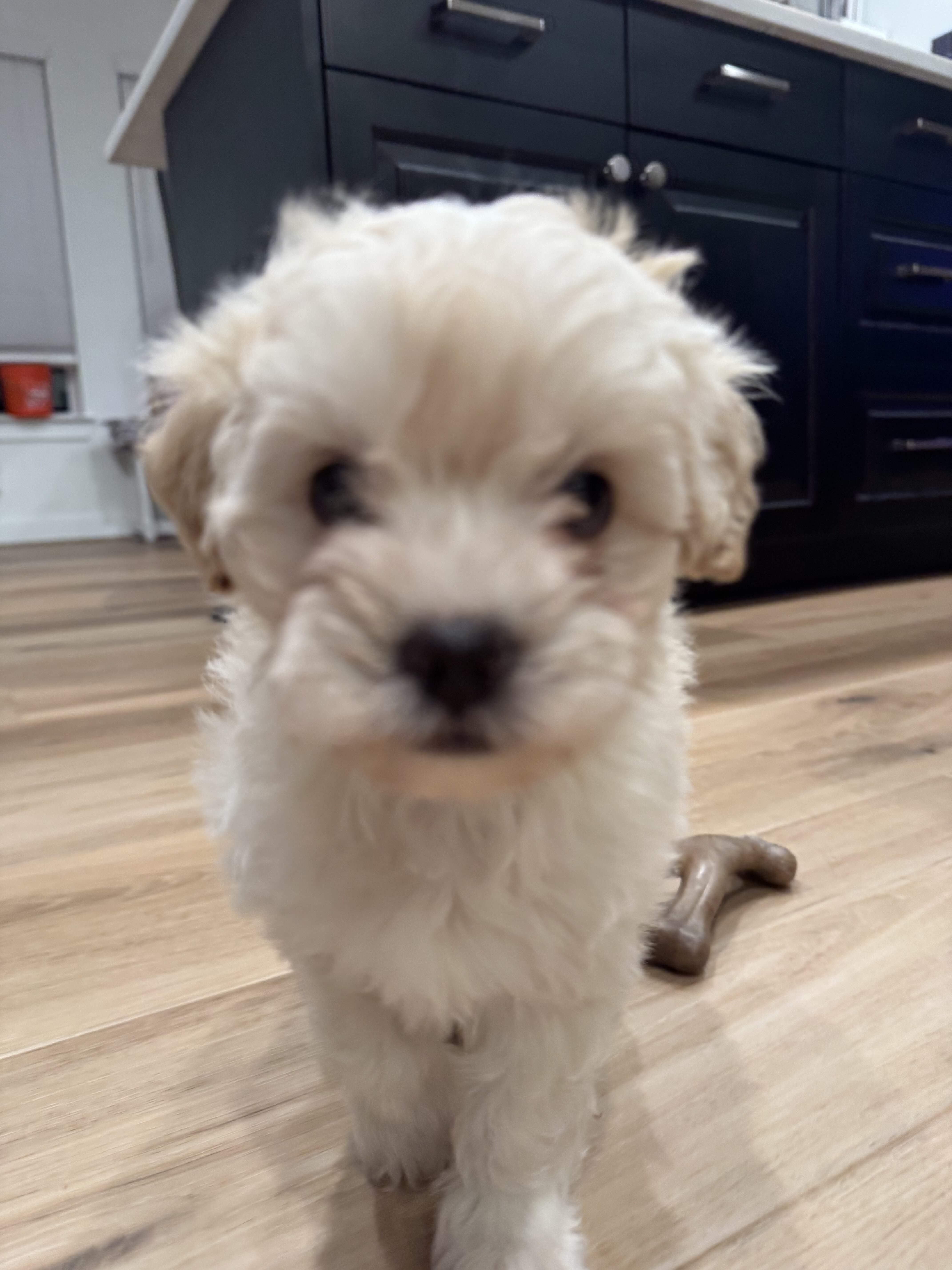 TOY MALTIPOO PUPPY image 1