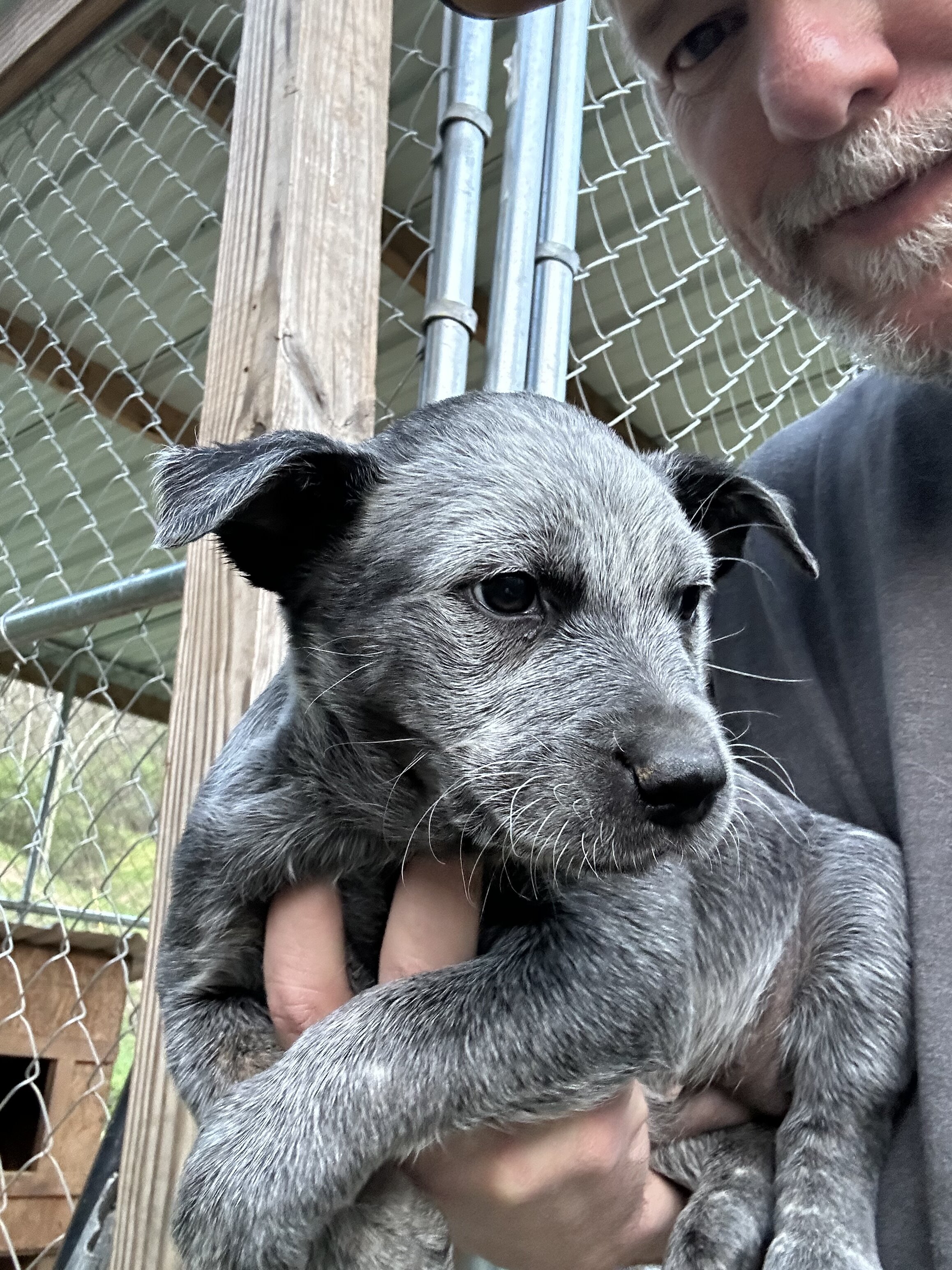 Blue Heeler puppies image 3