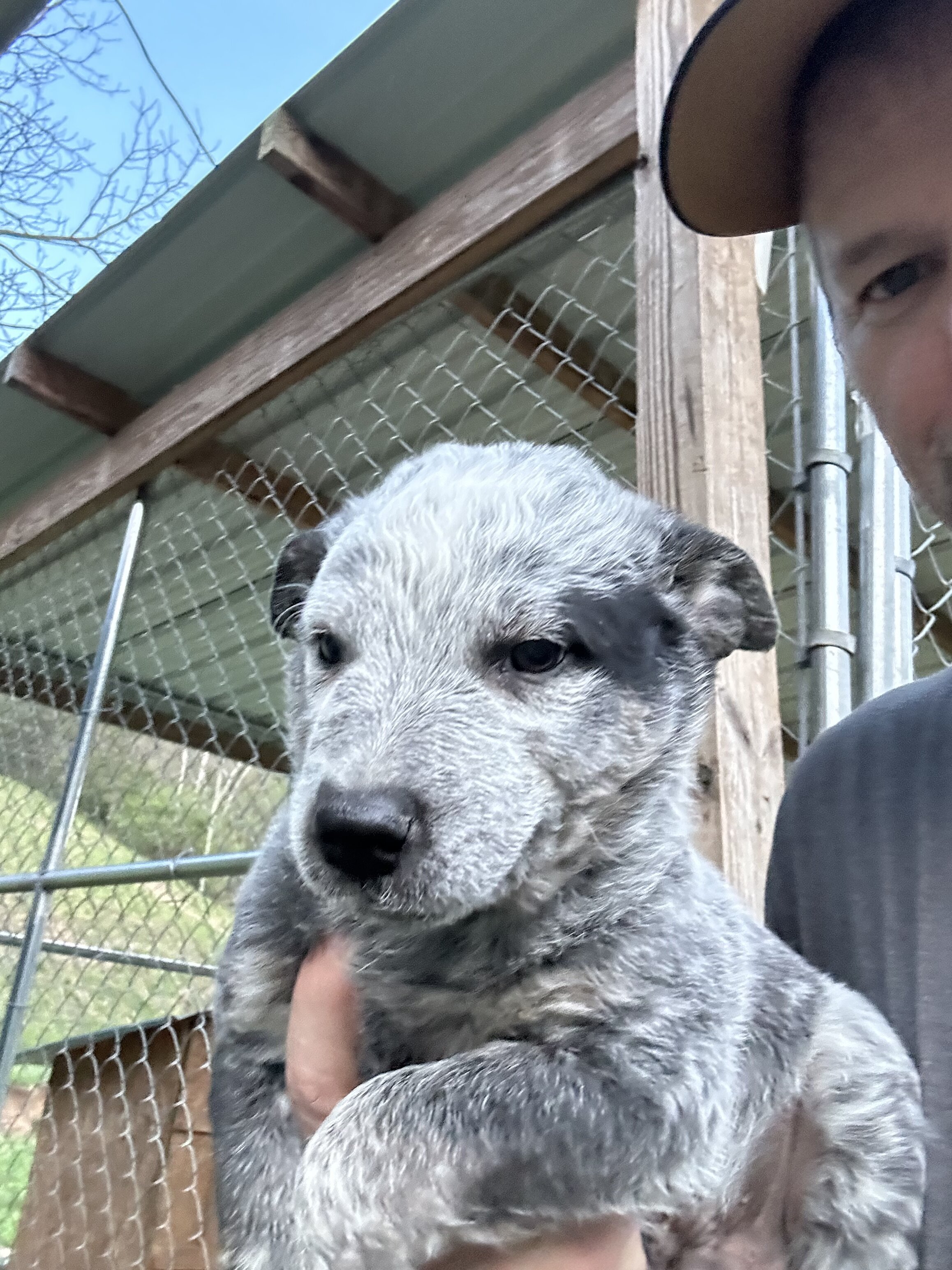 Blue Heeler puppies image 1