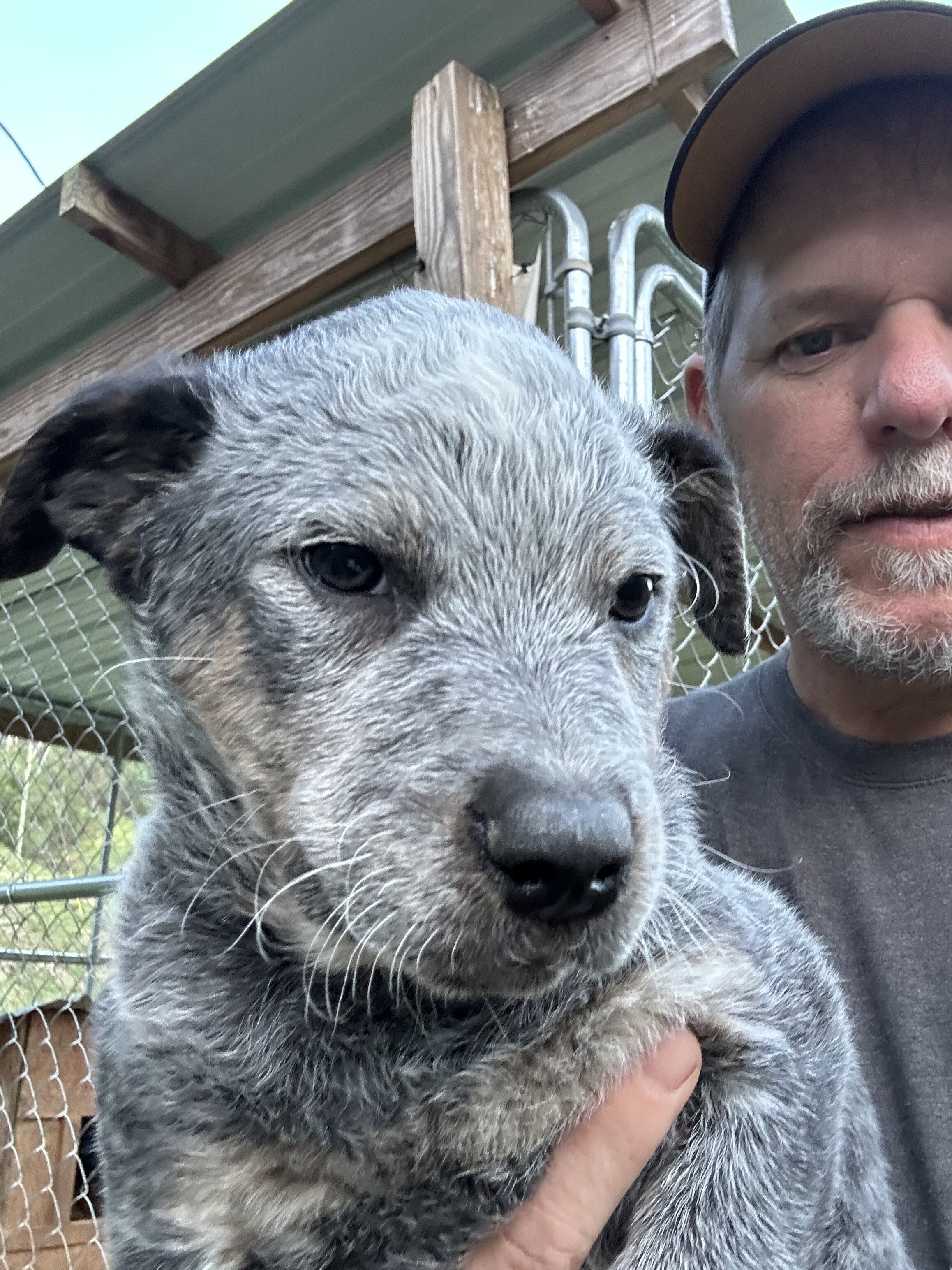 Blue Heeler puppies image 2