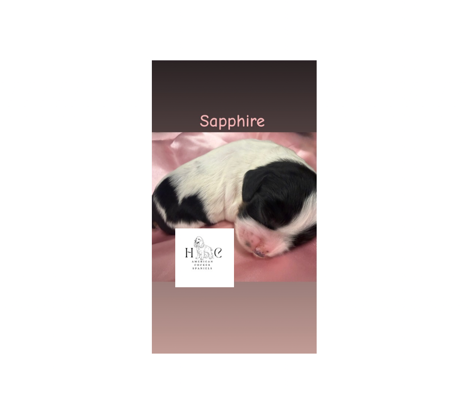 American Cocker Spaniel Puppies image 1