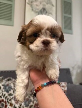 Male and Female Shih Tzu Puppies image 1